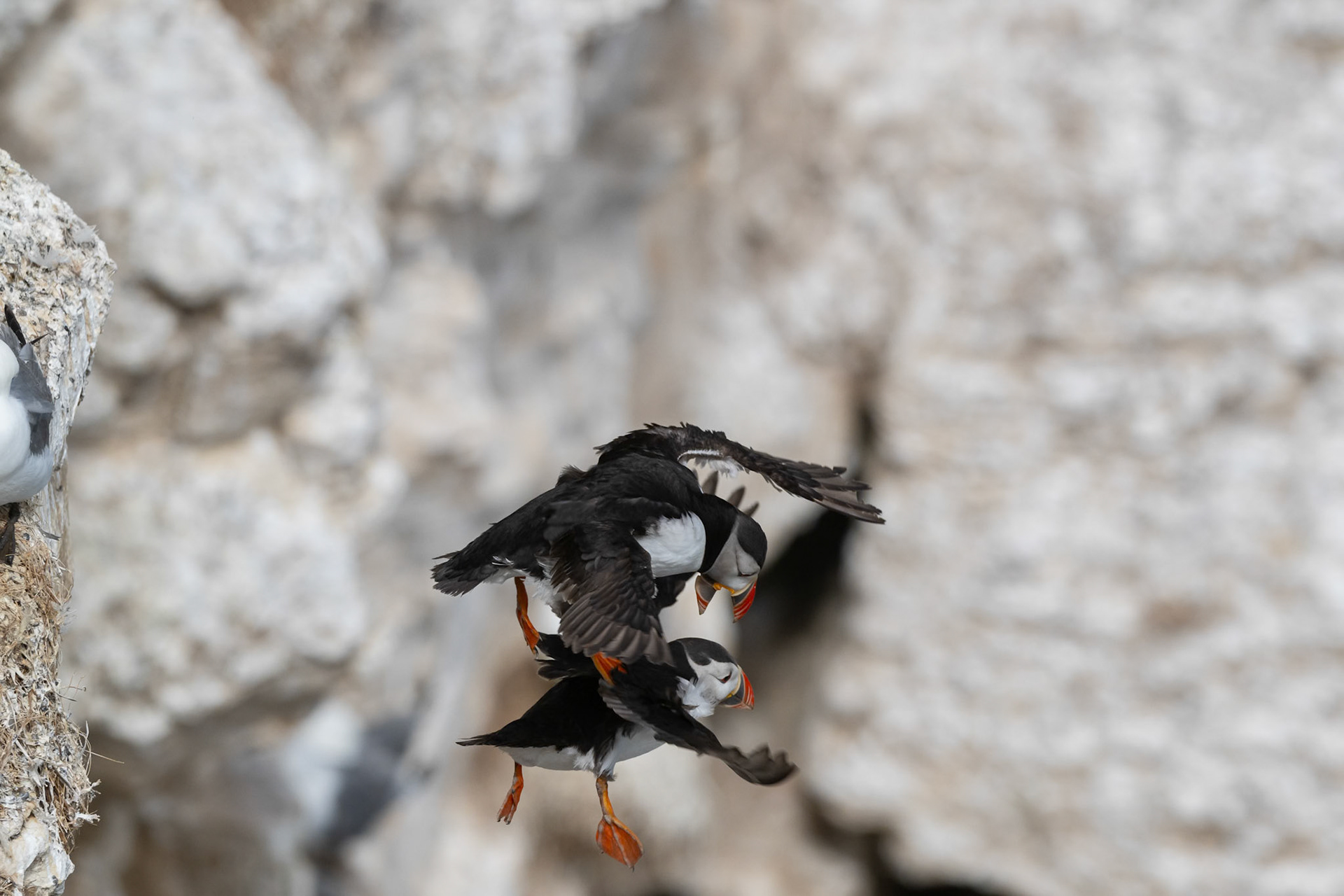 Puffin