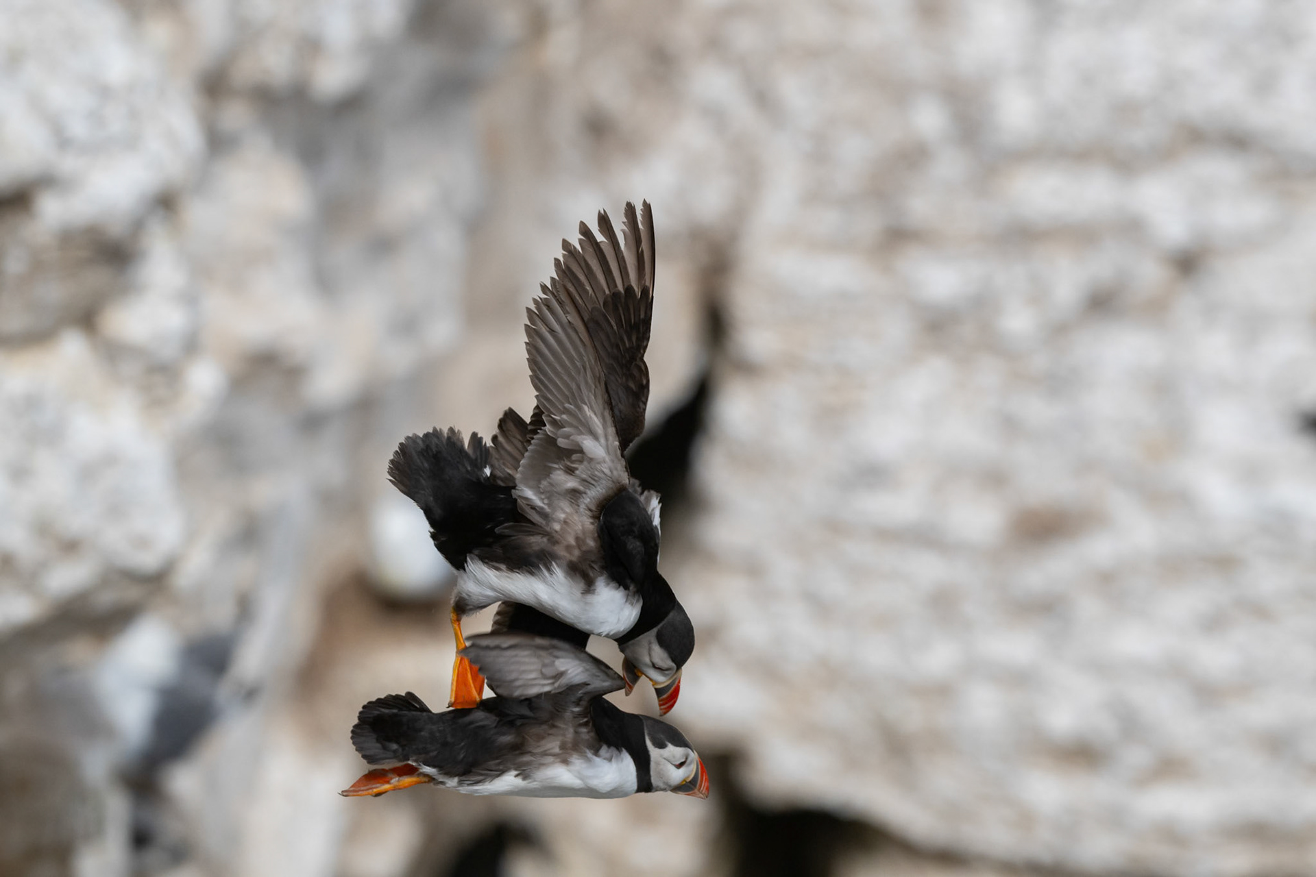 Puffin