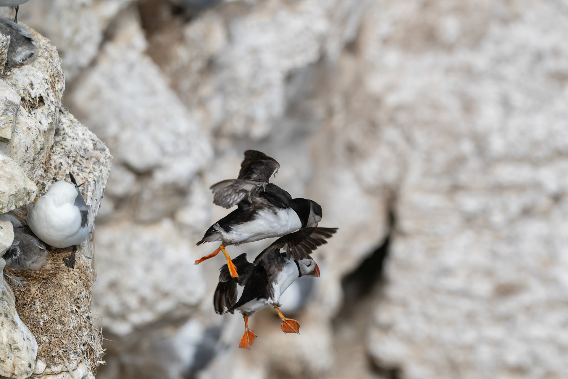 Puffin