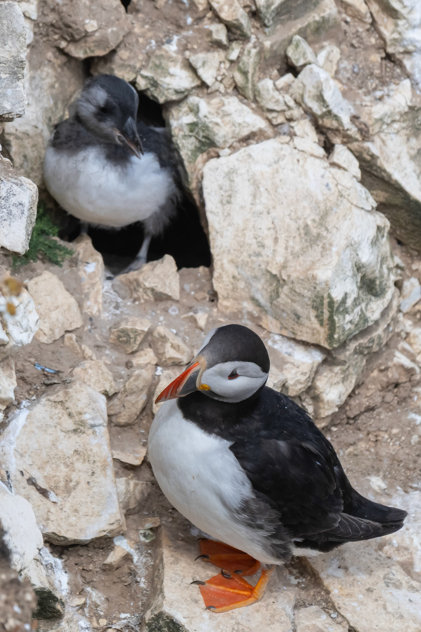 Puffin