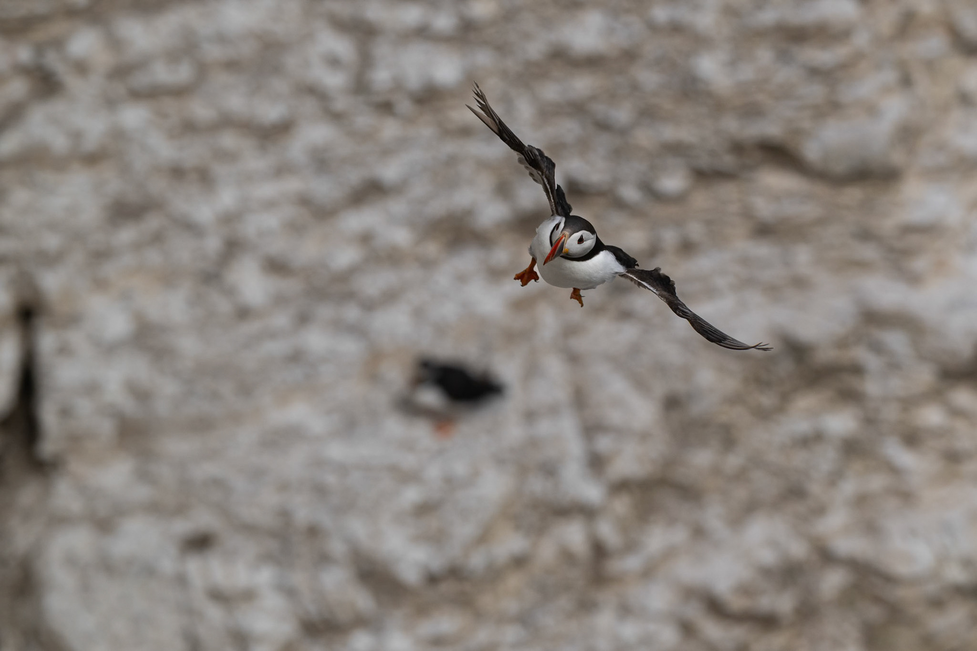 Puffin