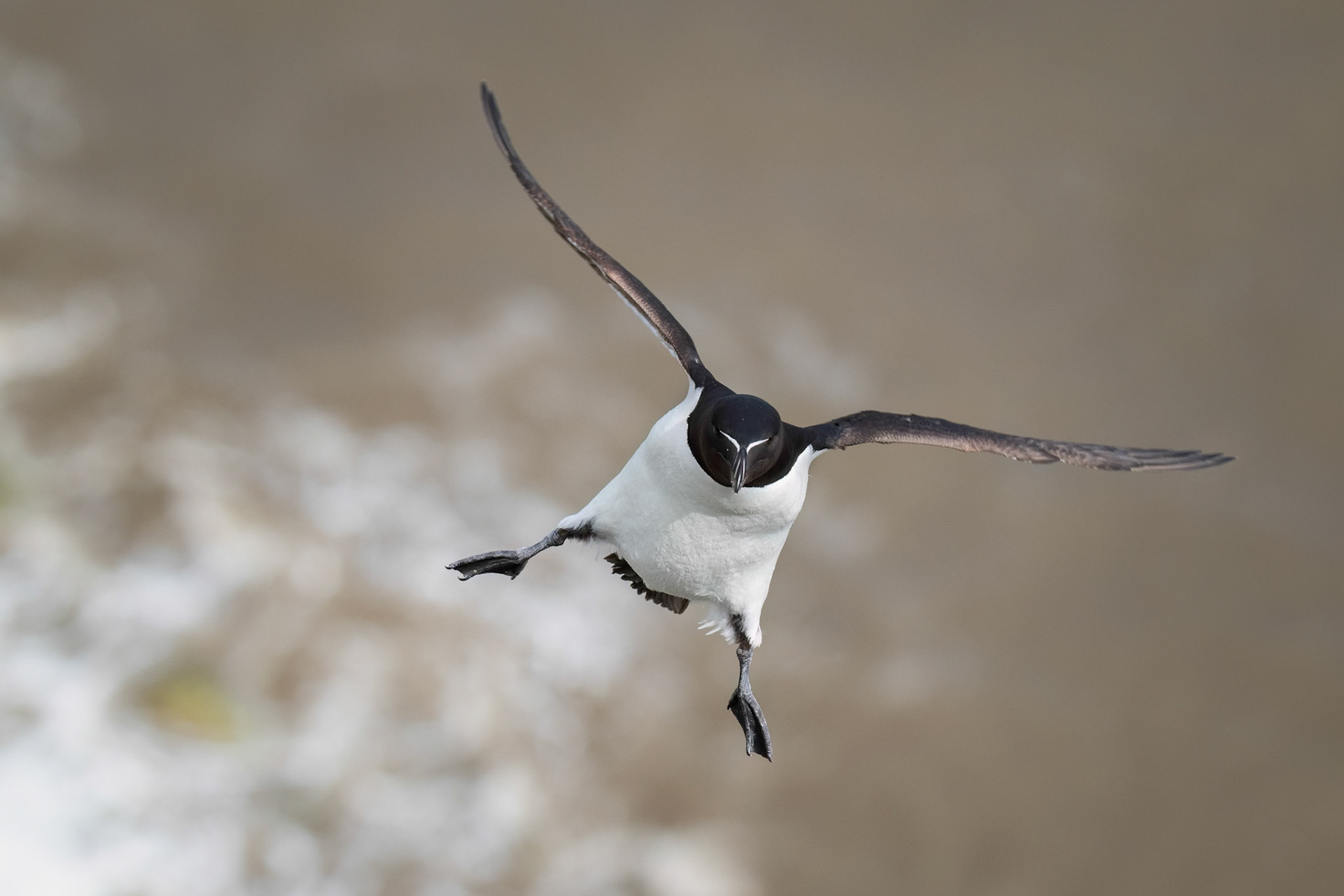 Razorbill