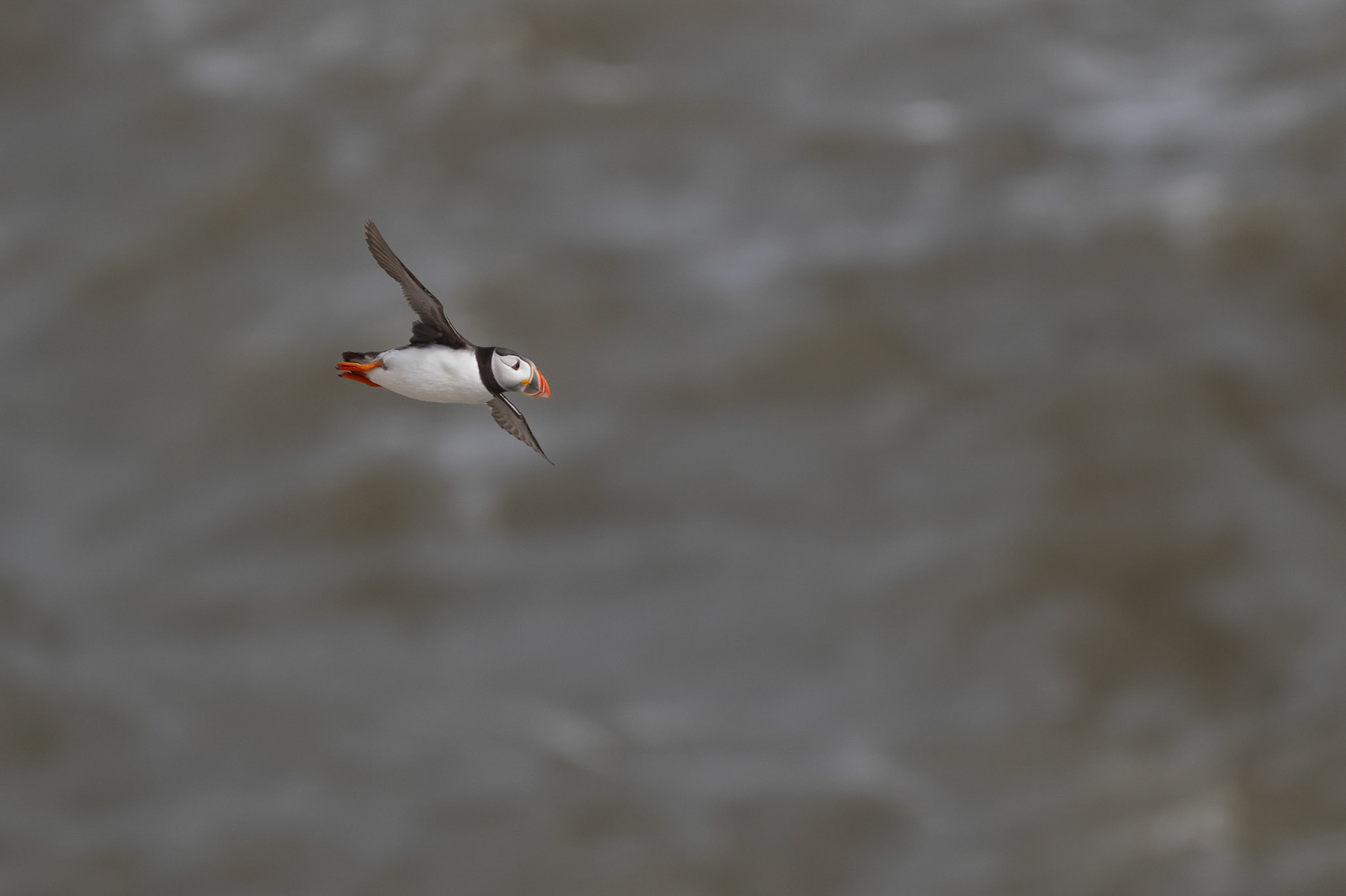 Puffin