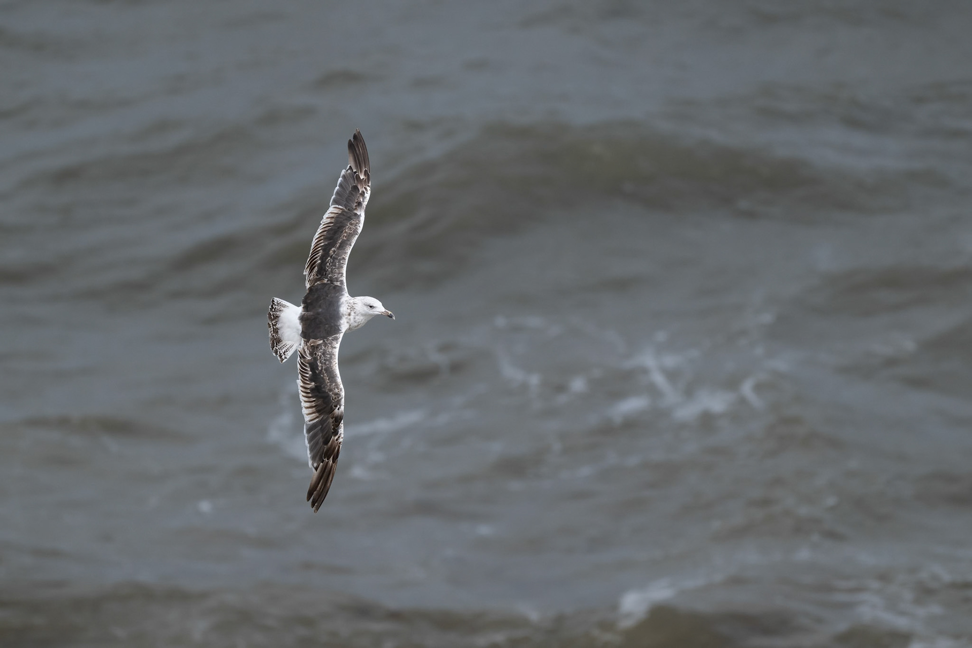 Great black backed gull (Immature)