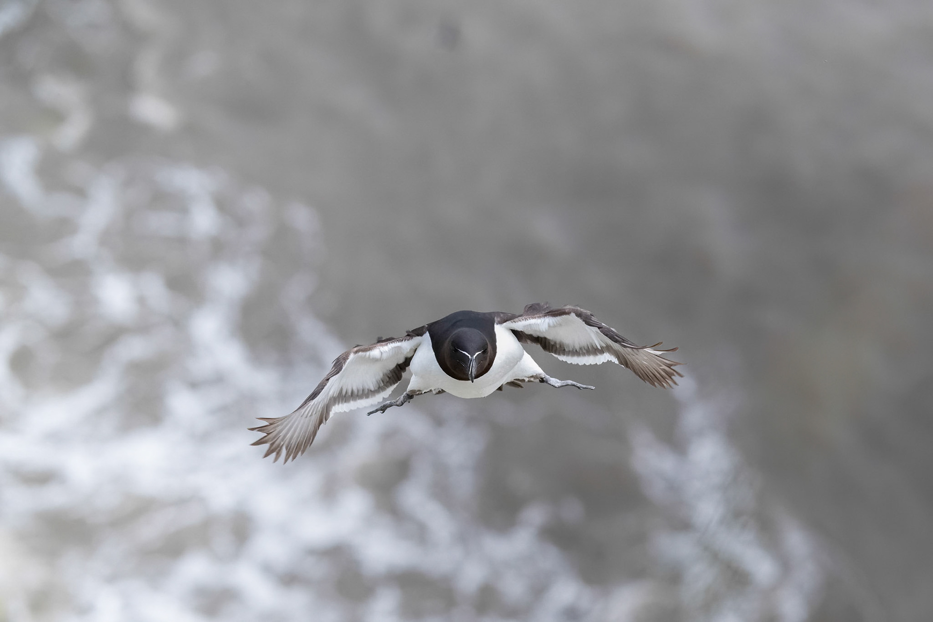 Razorbill