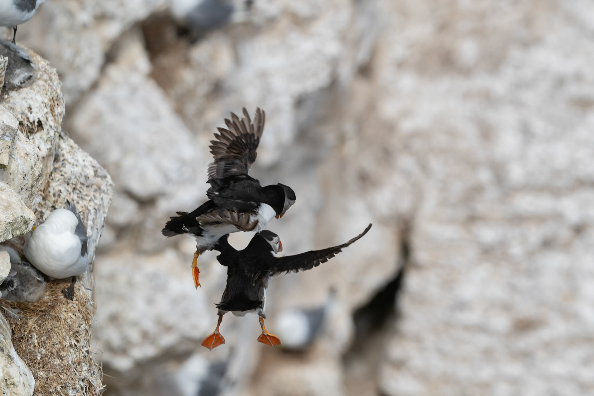 Puffin