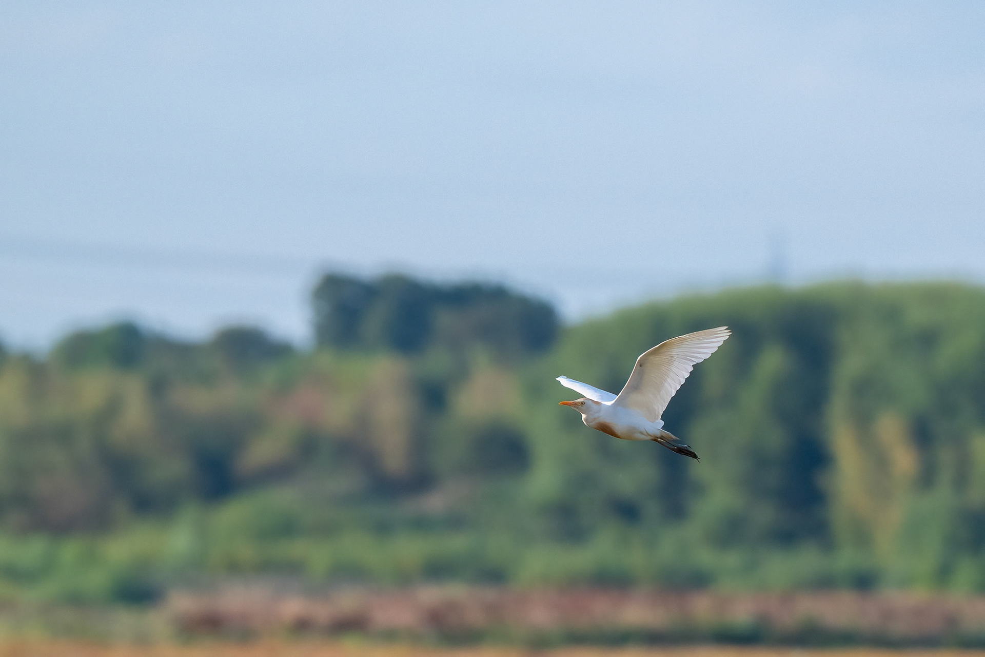 Cattle Egret