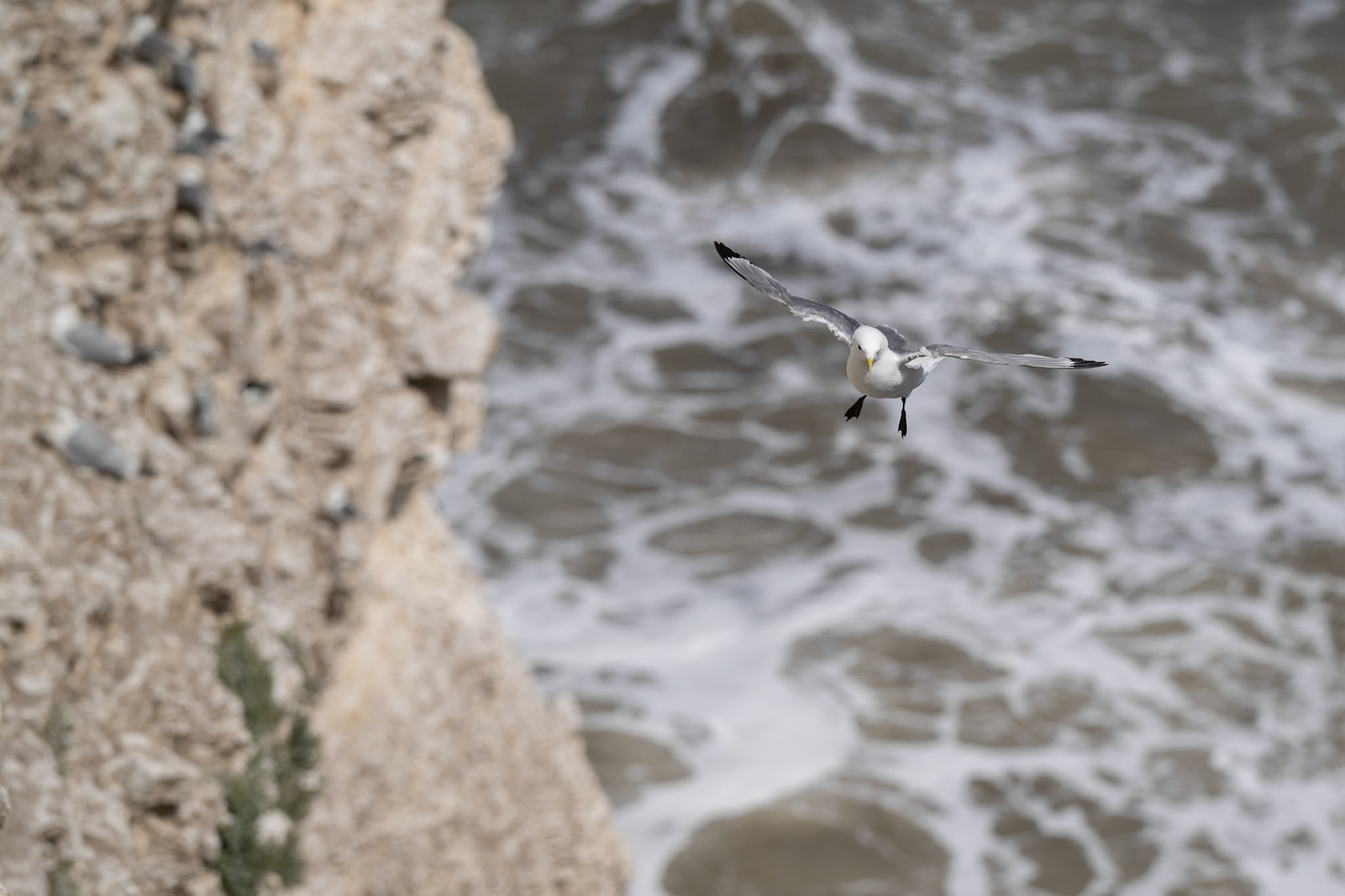 Kittiwake