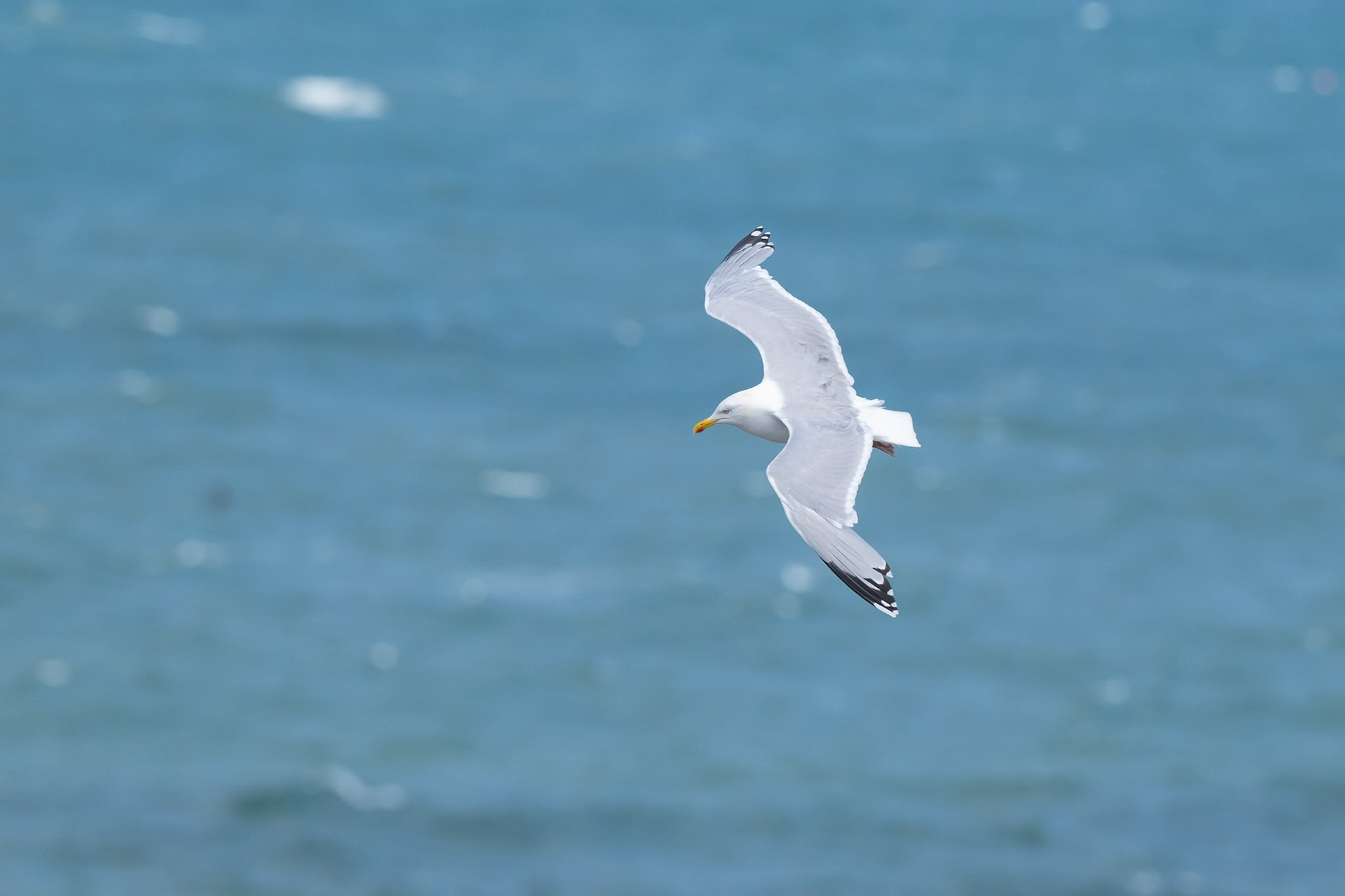 Herring gull