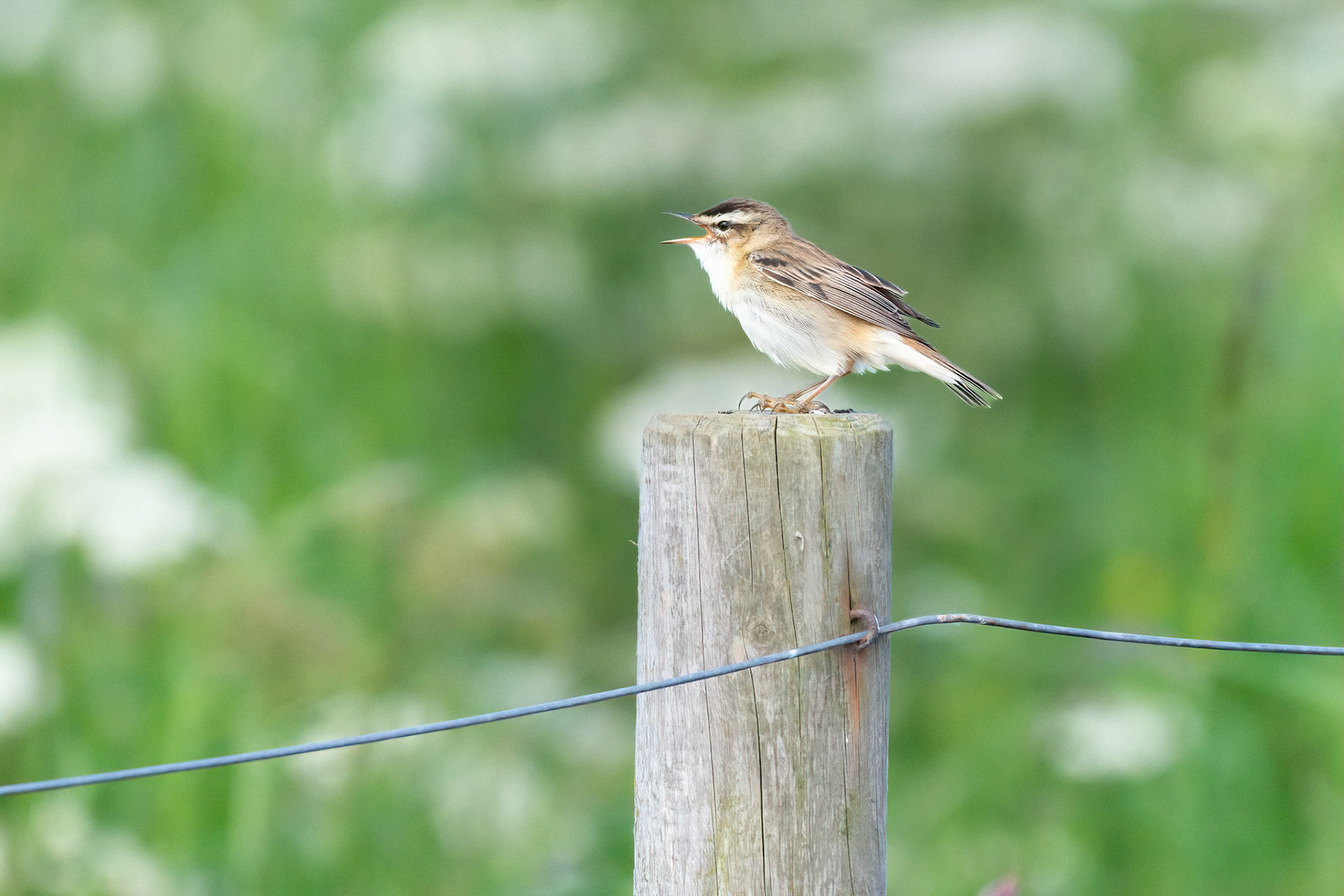 Sedge warbler