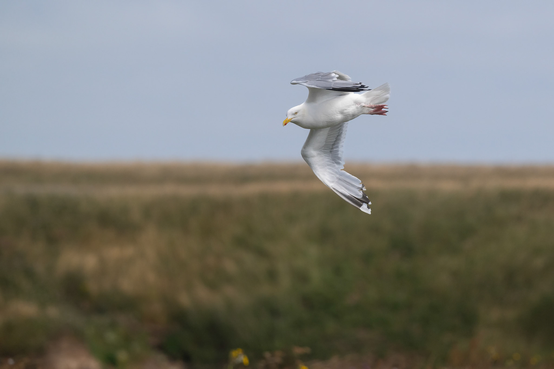Herring gull