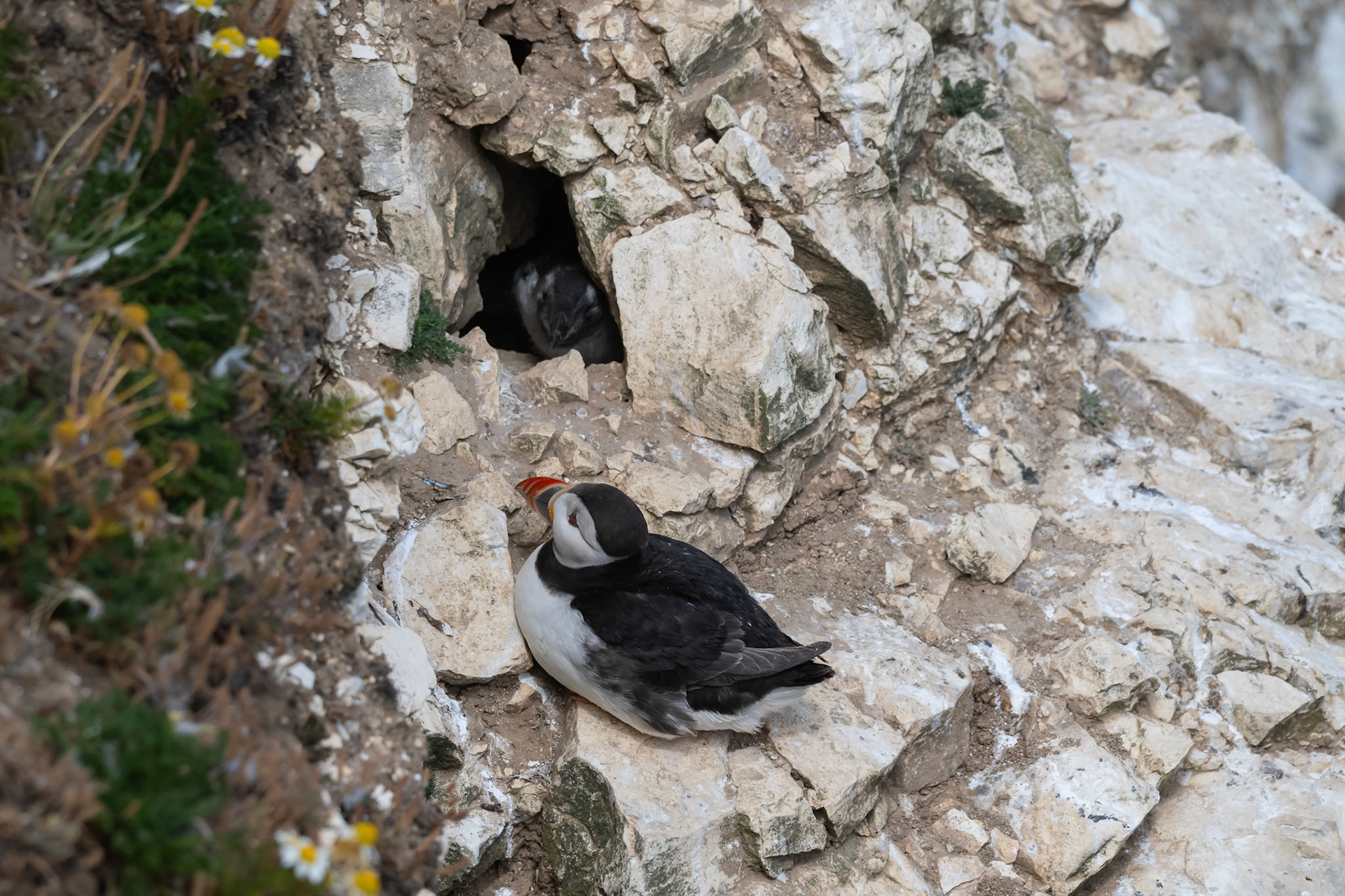 Puffin