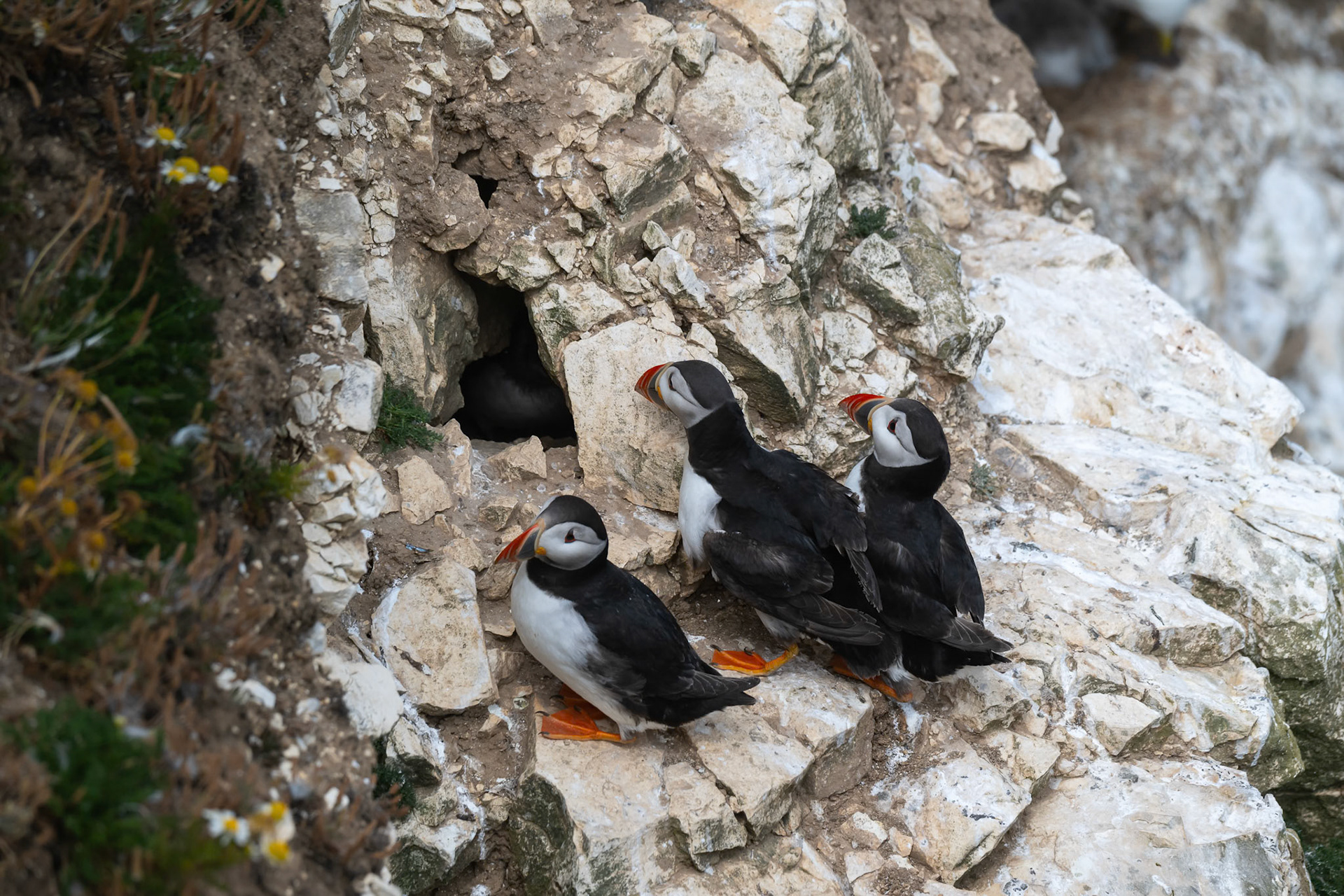 Puffin