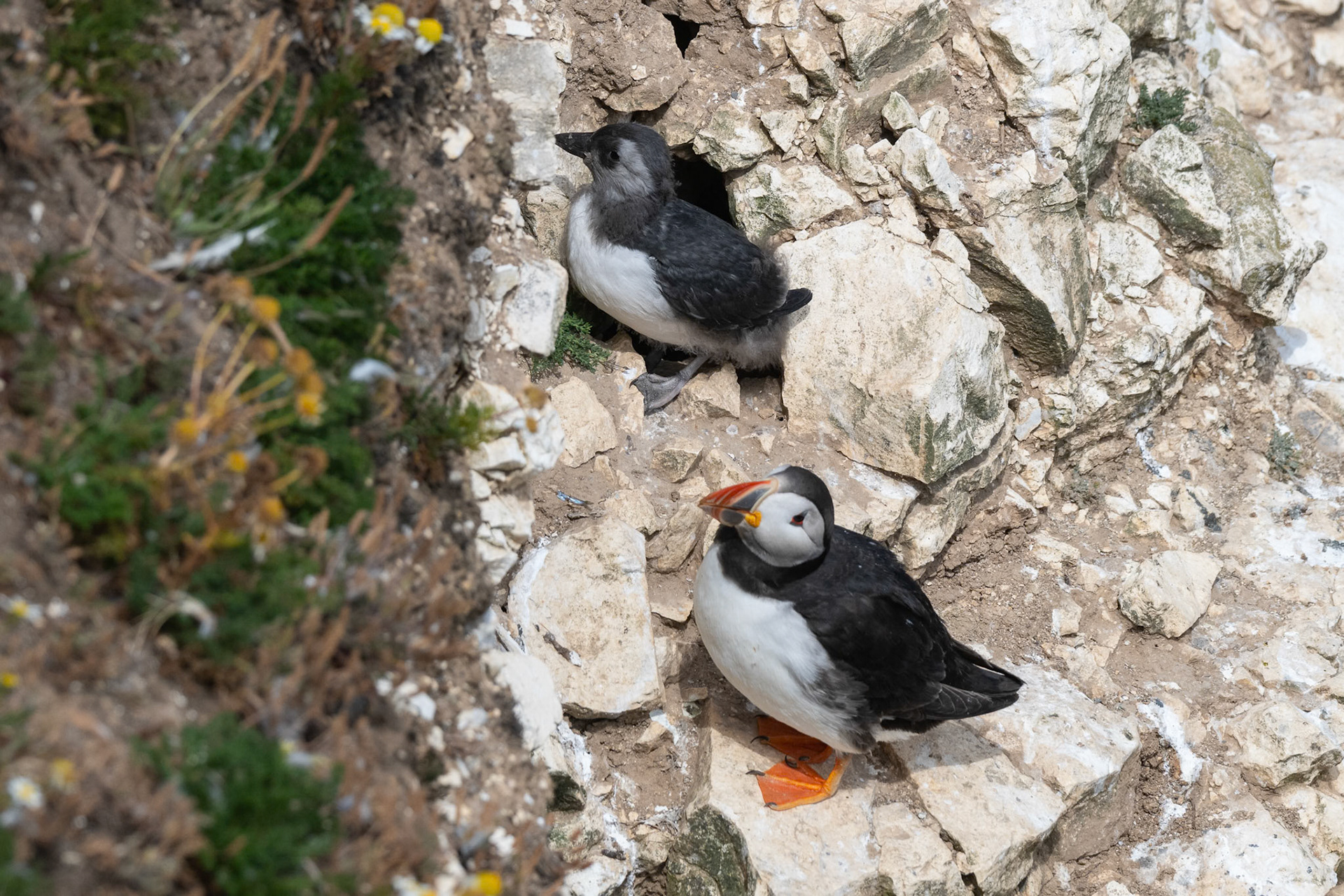 Puffin