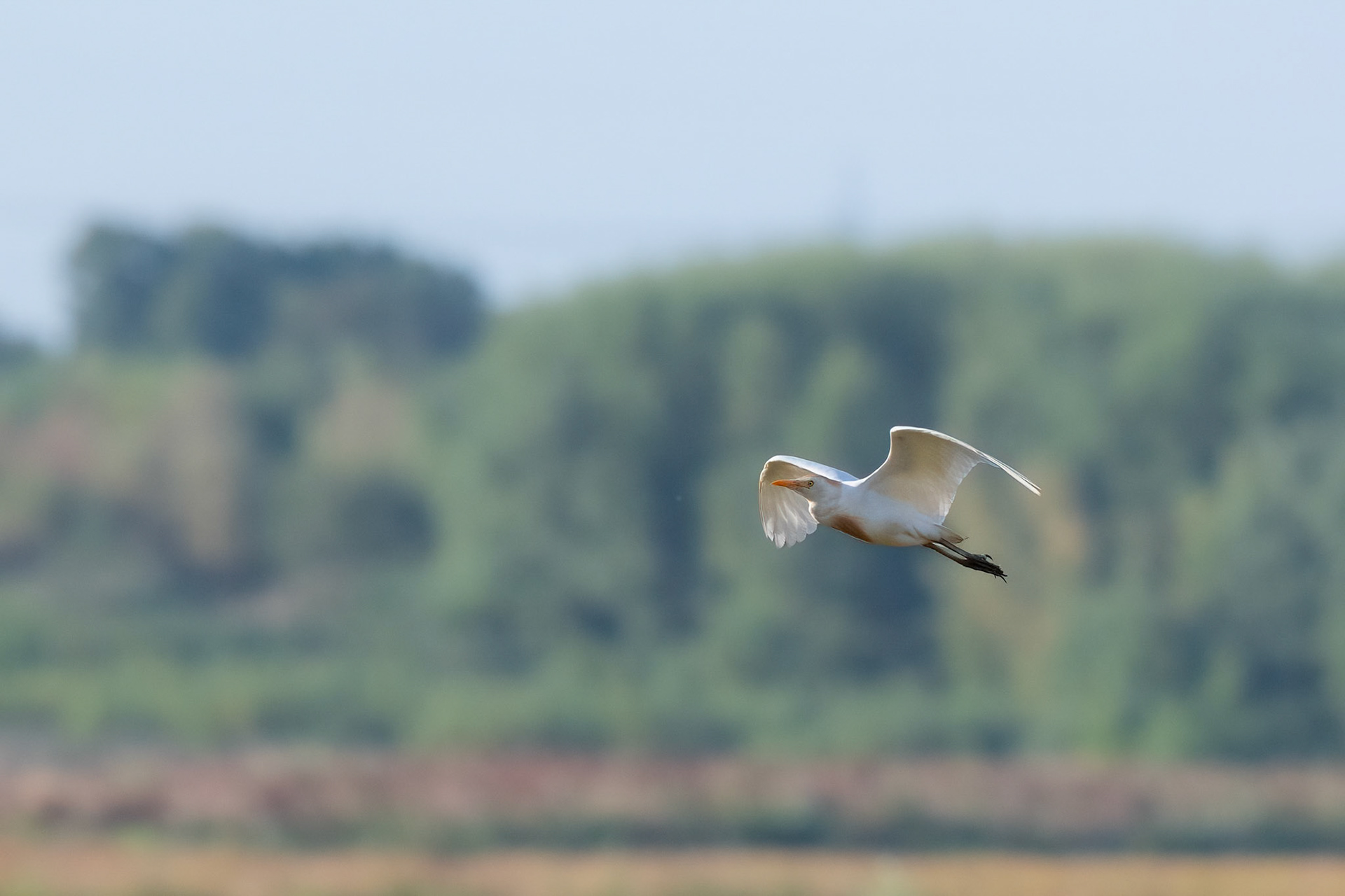 Cattle Egret