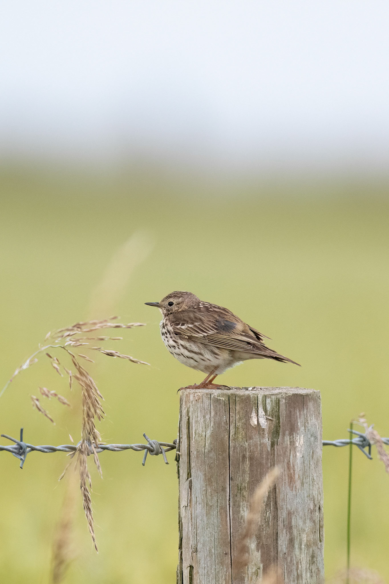 Meadow Pipit