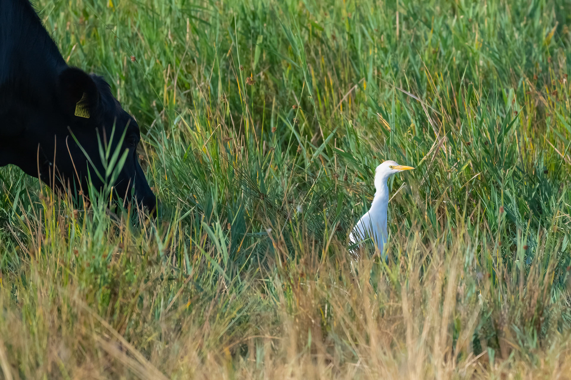 Cattle Egret