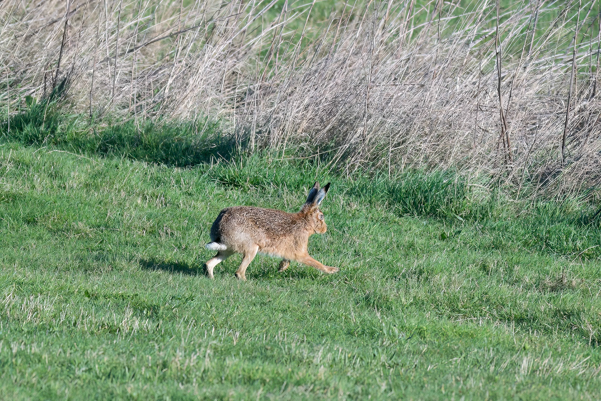 Brown Hare