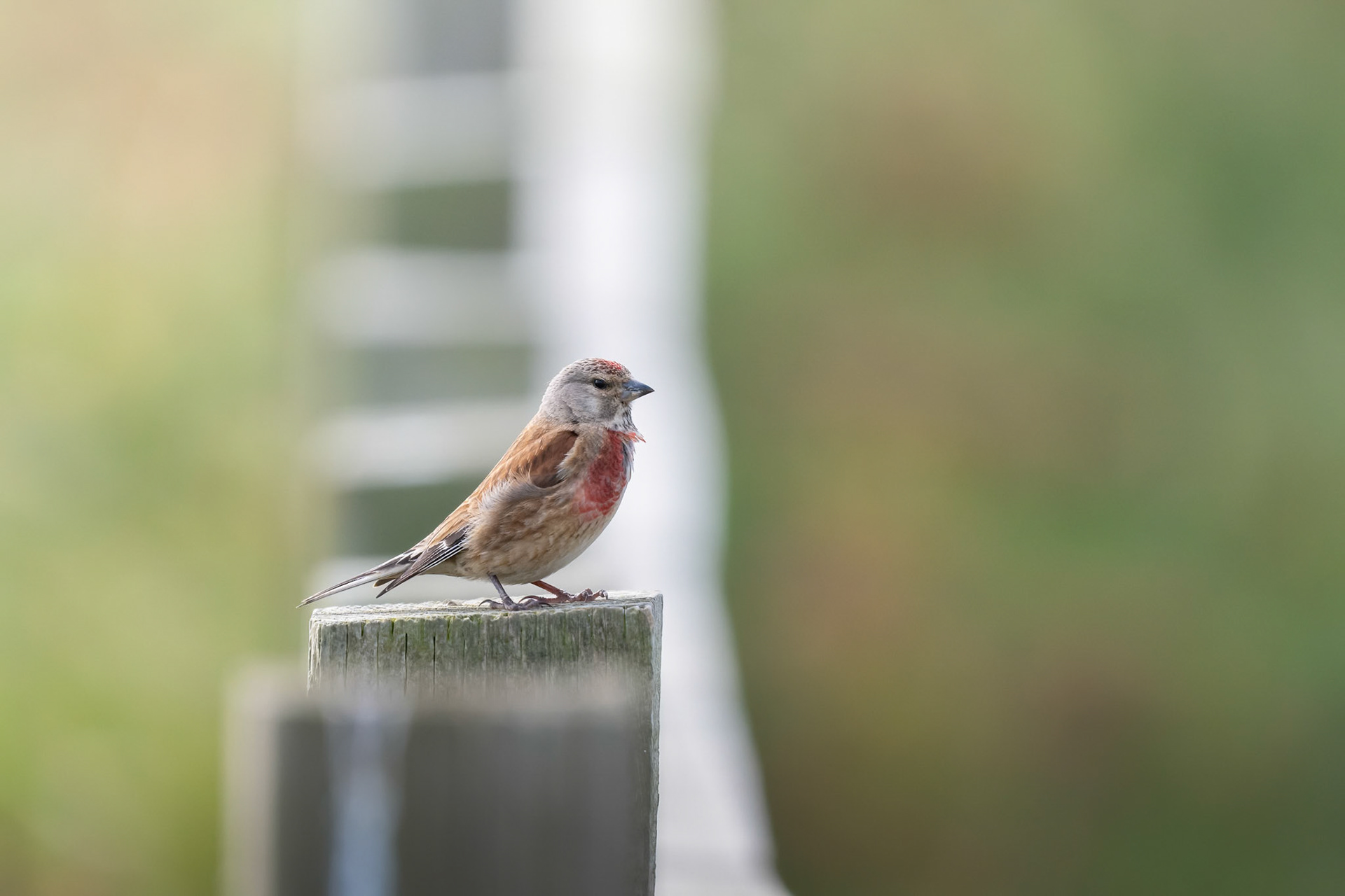 Male Linnet