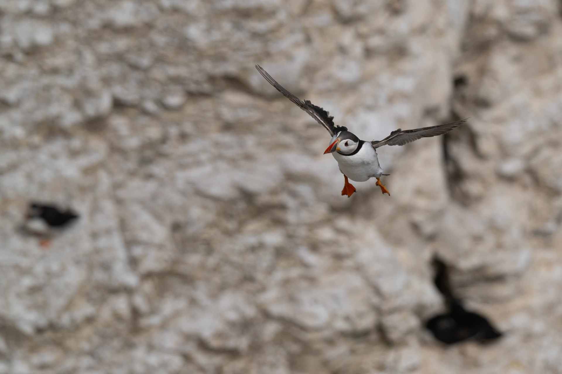 Puffin