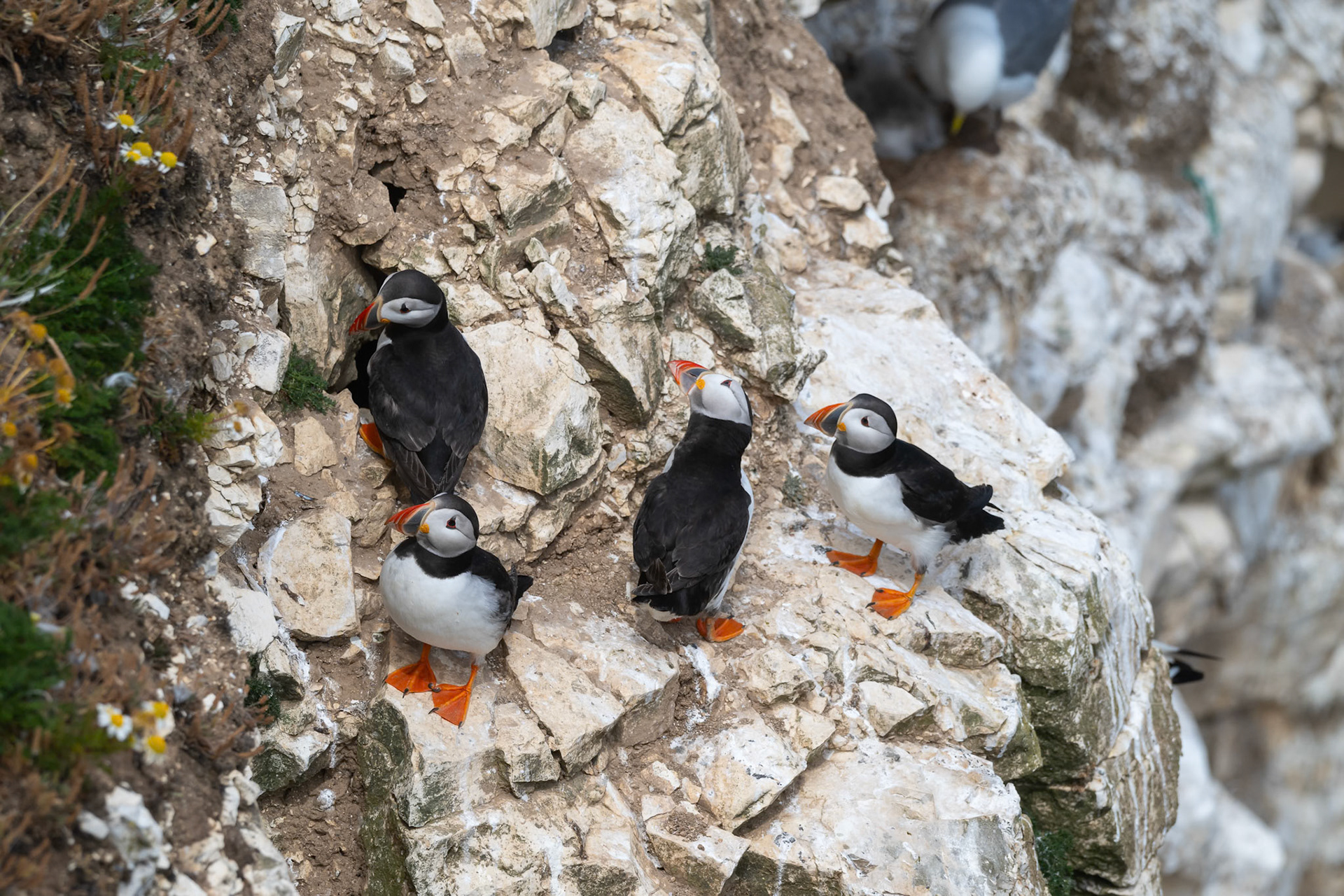 Puffin