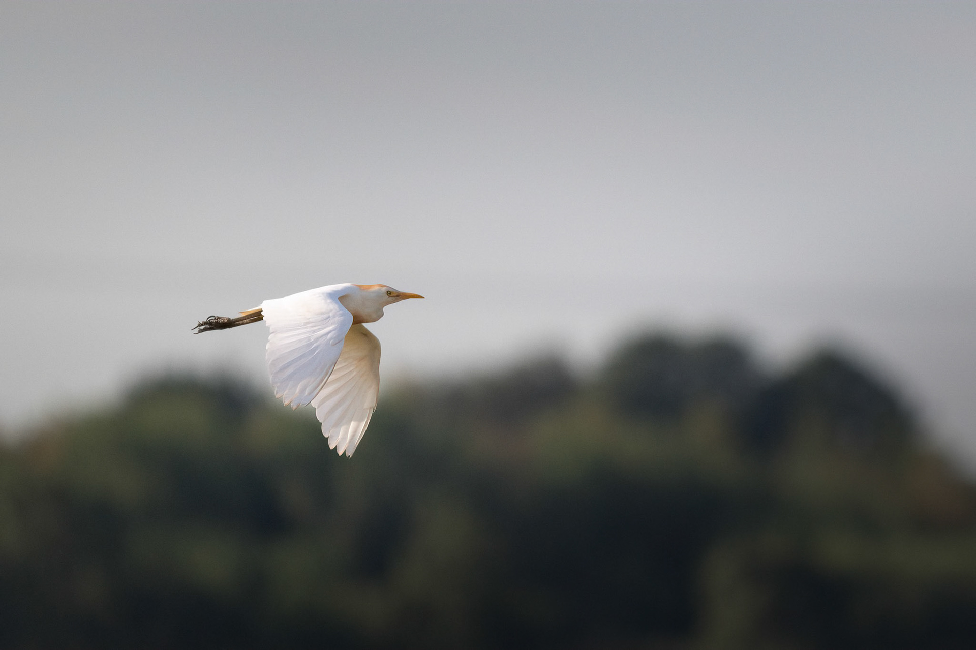 Cattle Egret