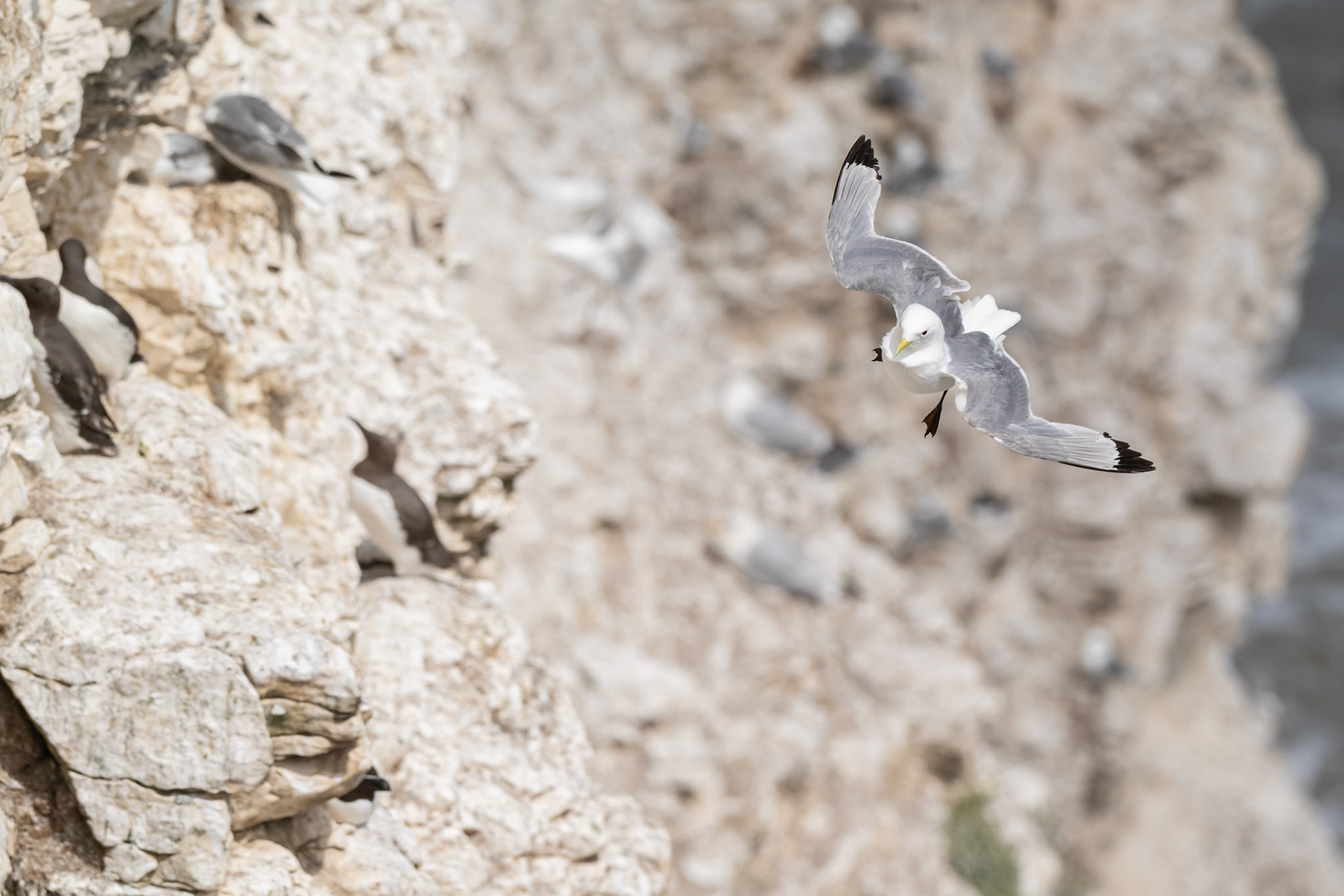 Kittiwake