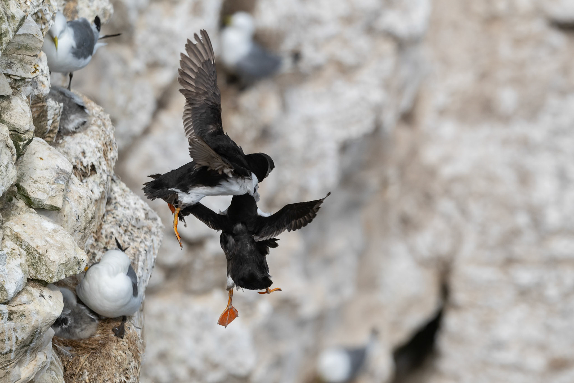 Puffin