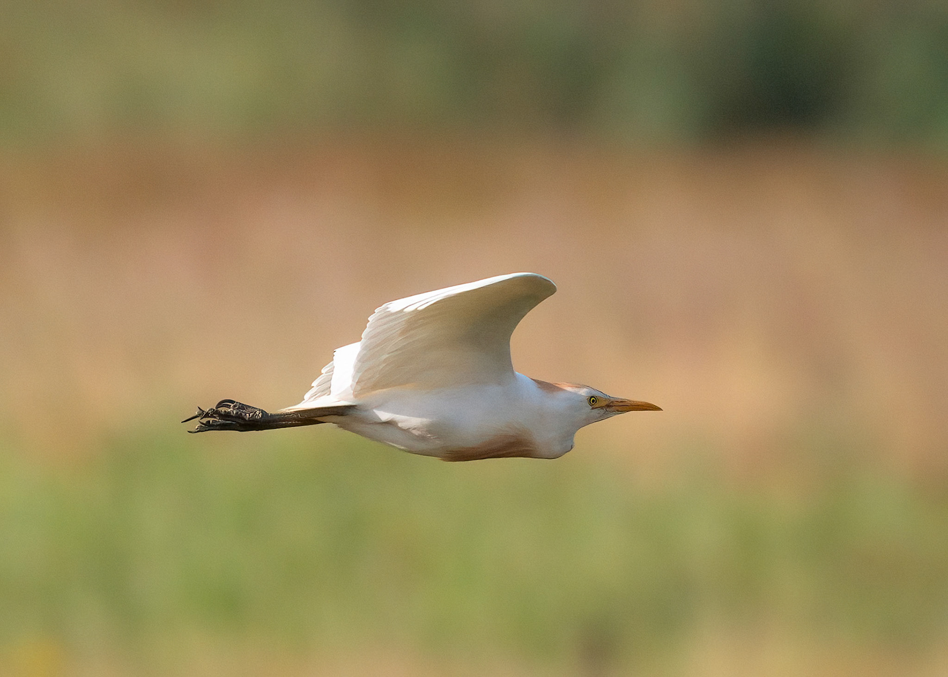Cattle Egret