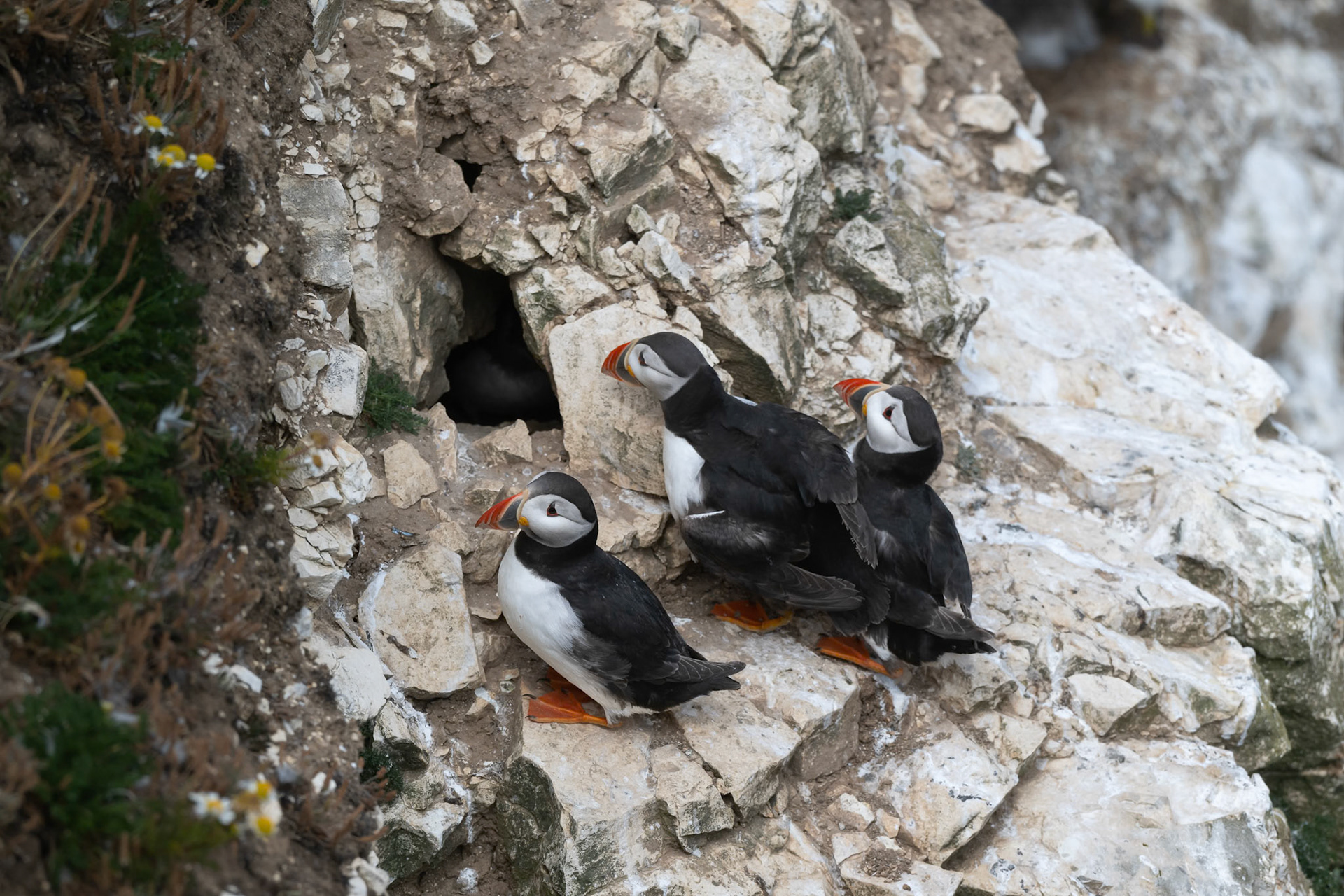 Puffin