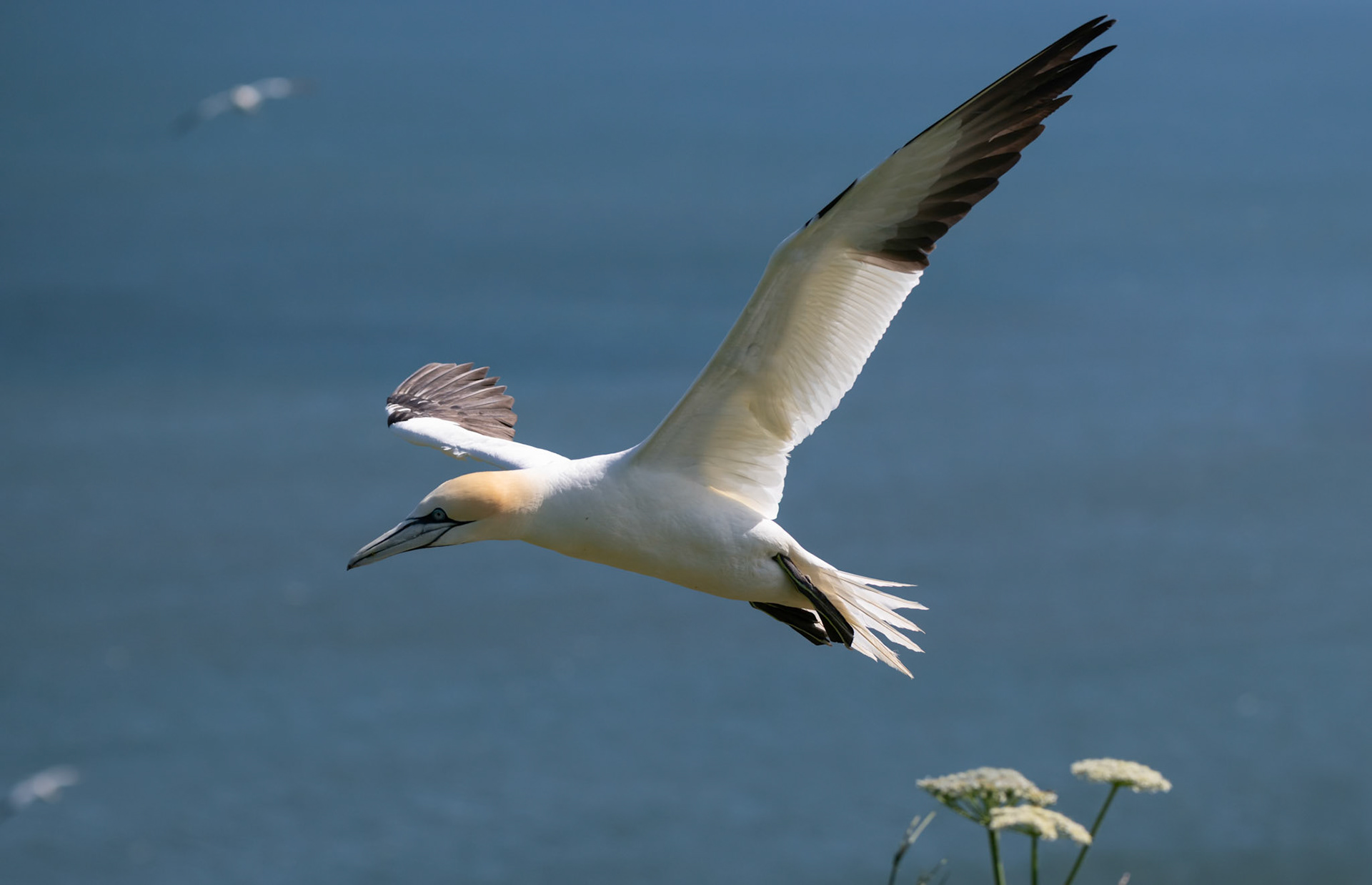 Gannet