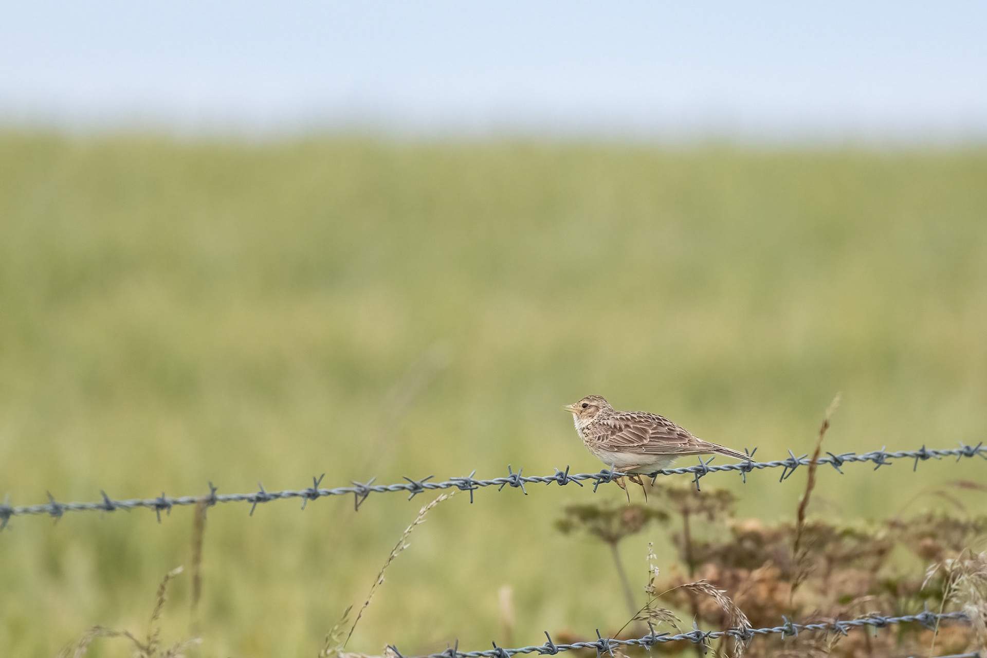 Skylark