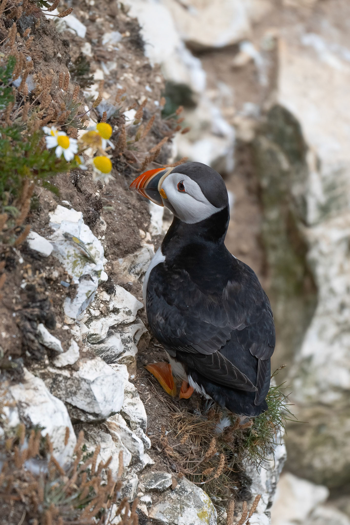Puffin