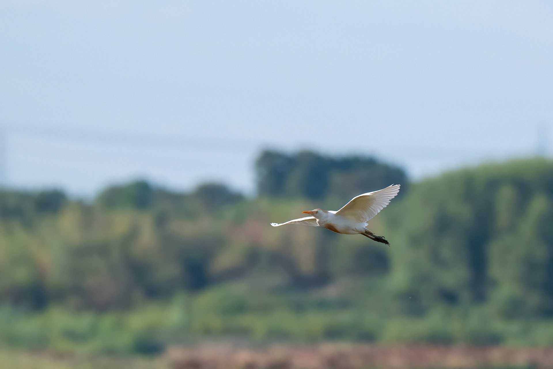 Cattle Egret