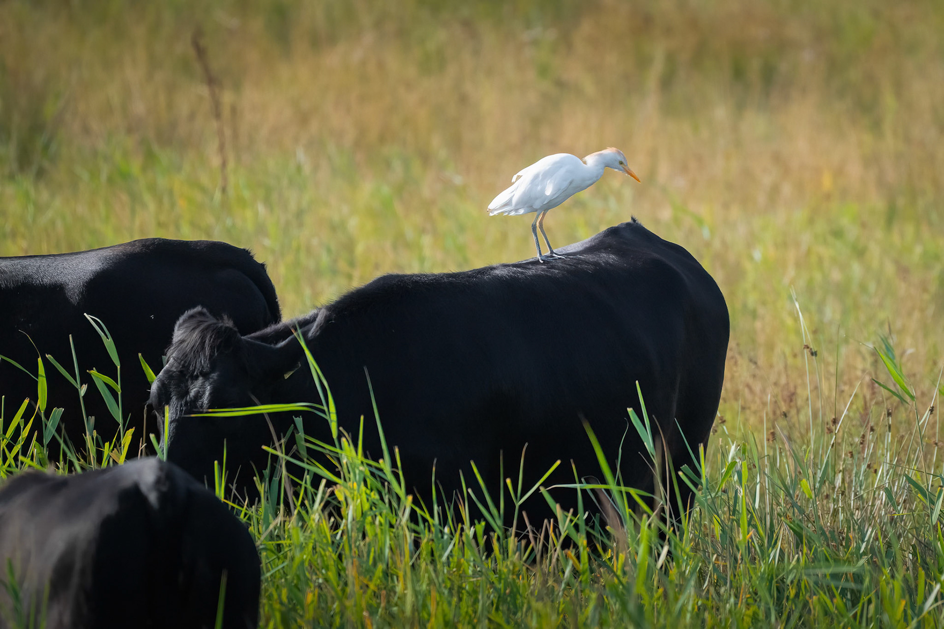 Cattle Egret