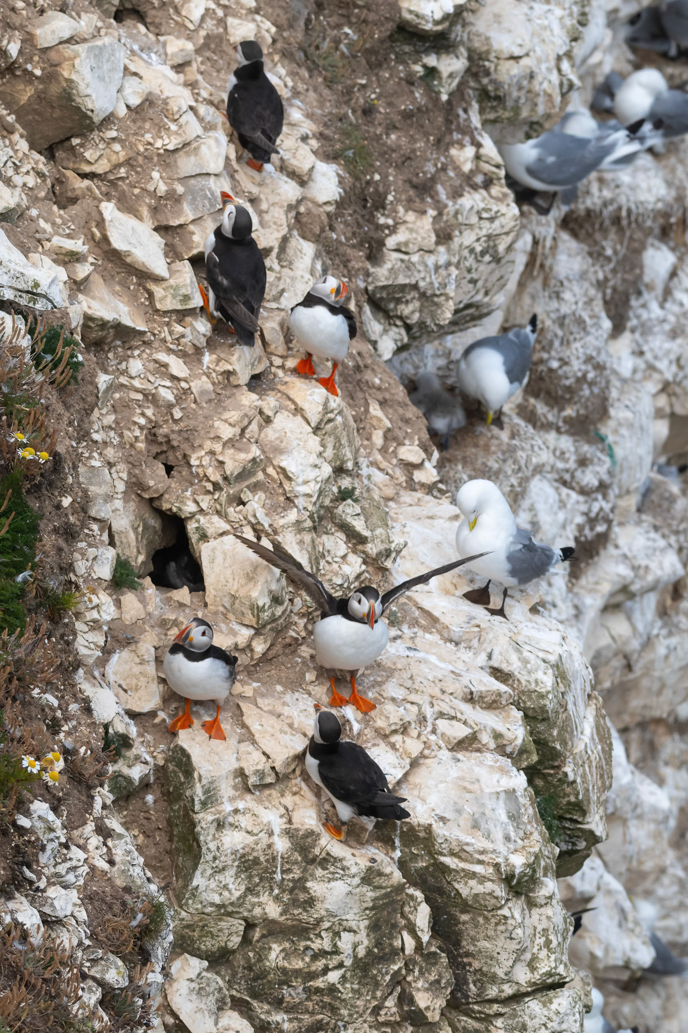 Puffin