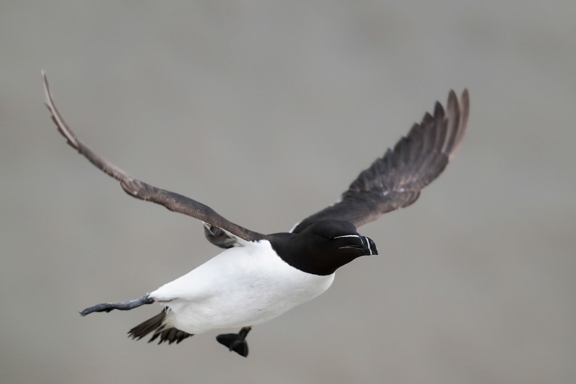 Razorbill