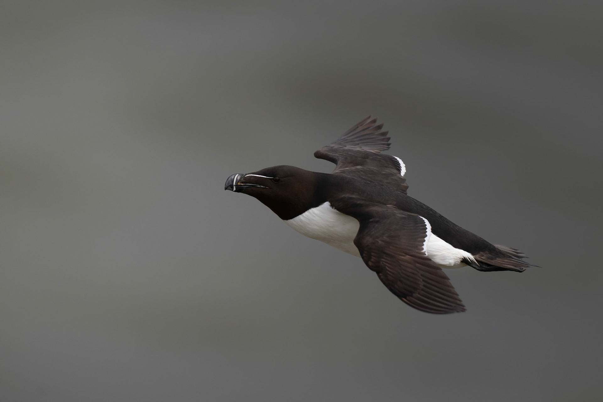 Razorbill