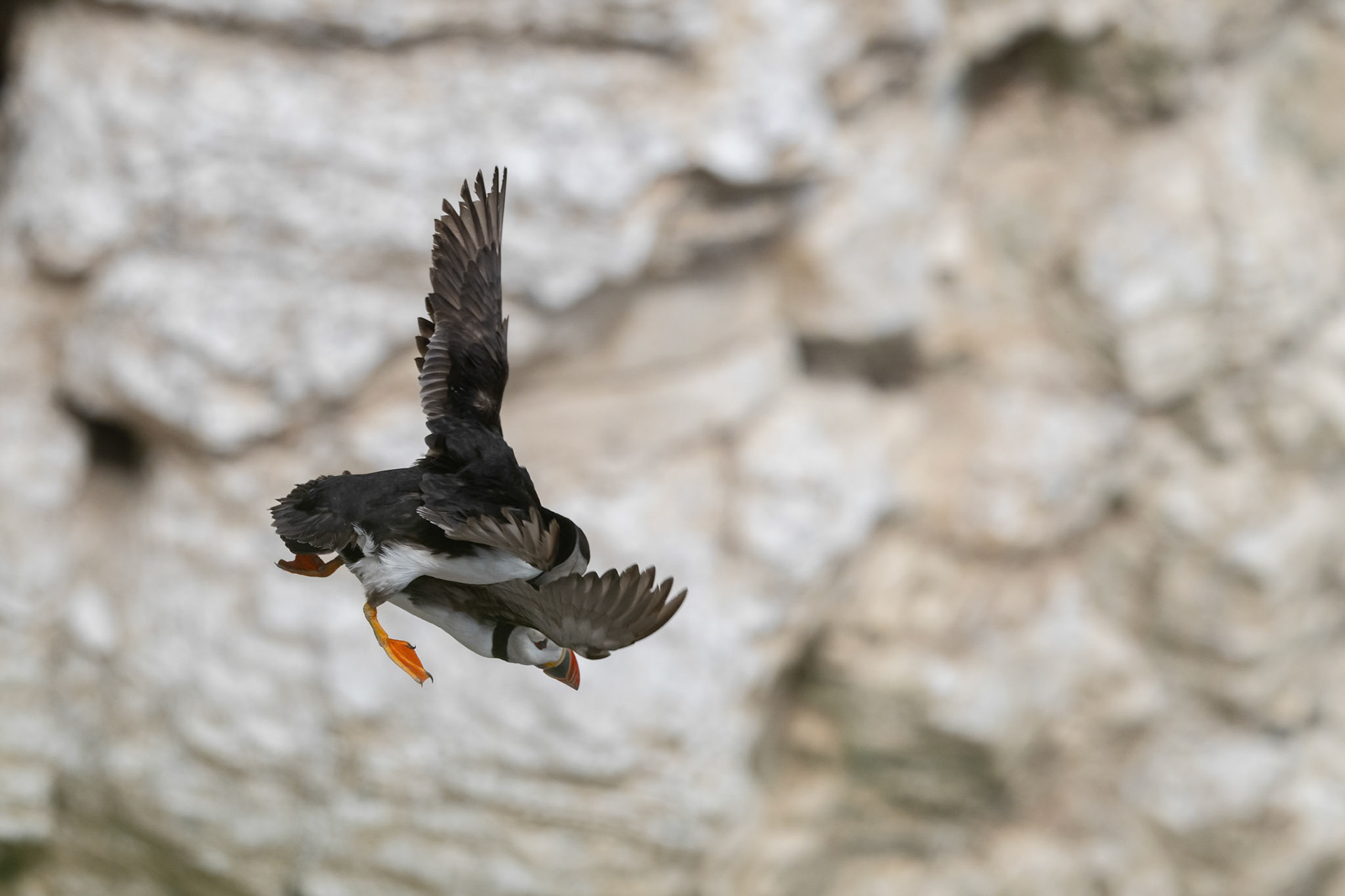 Puffin