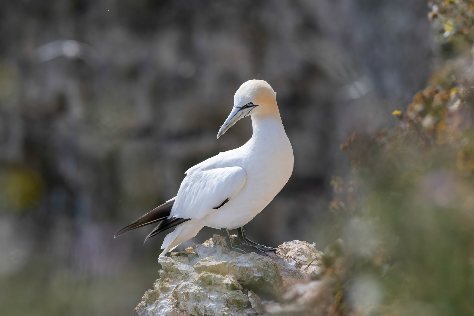Gannet
