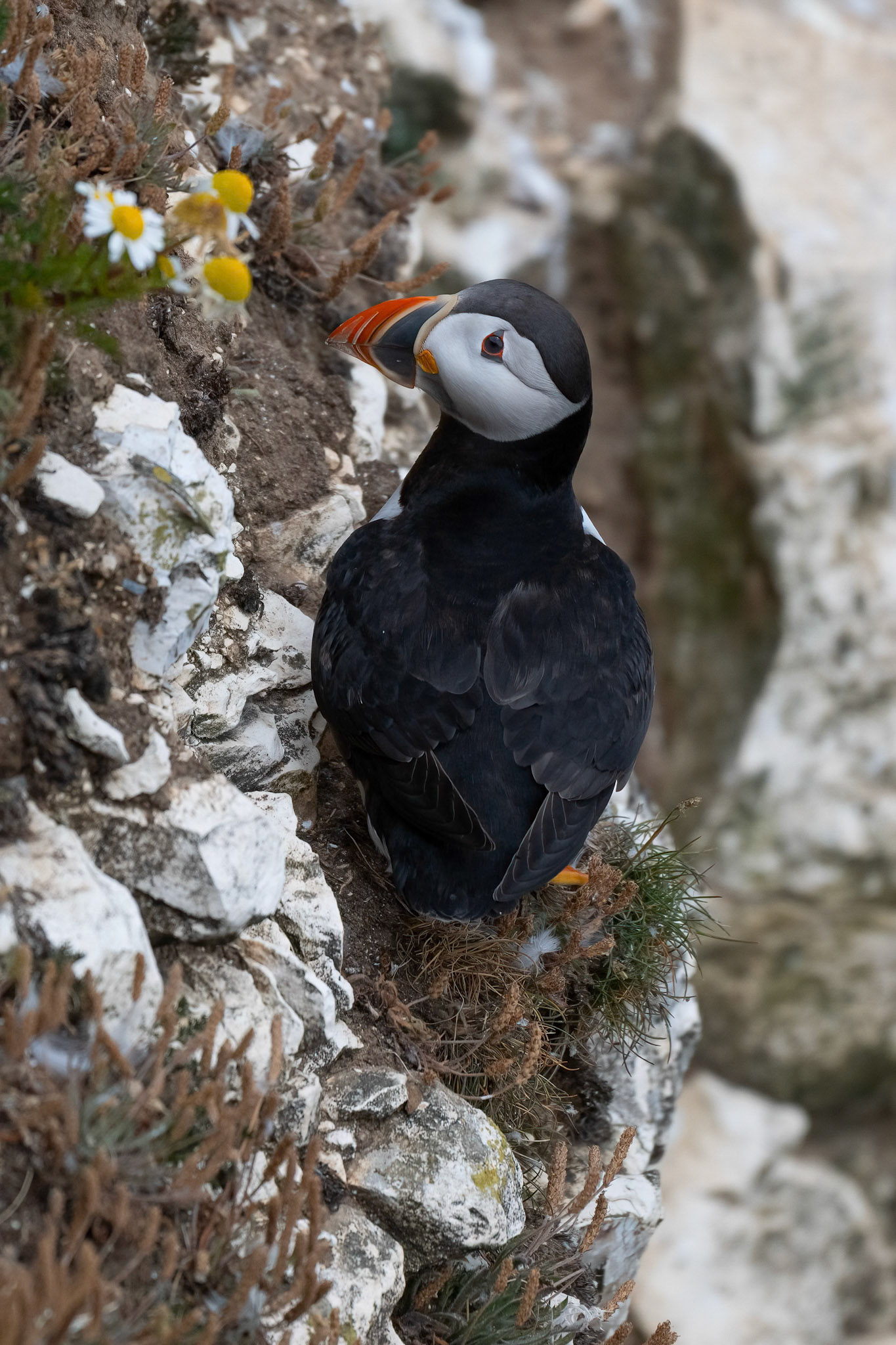 Puffin