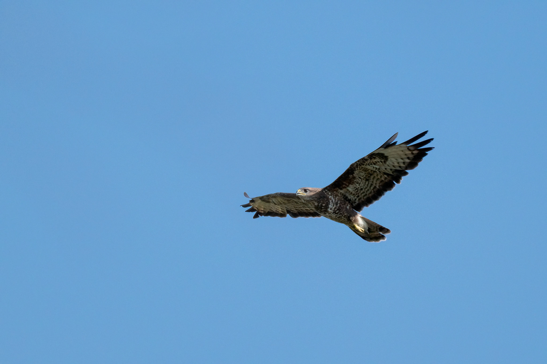 Buzzard