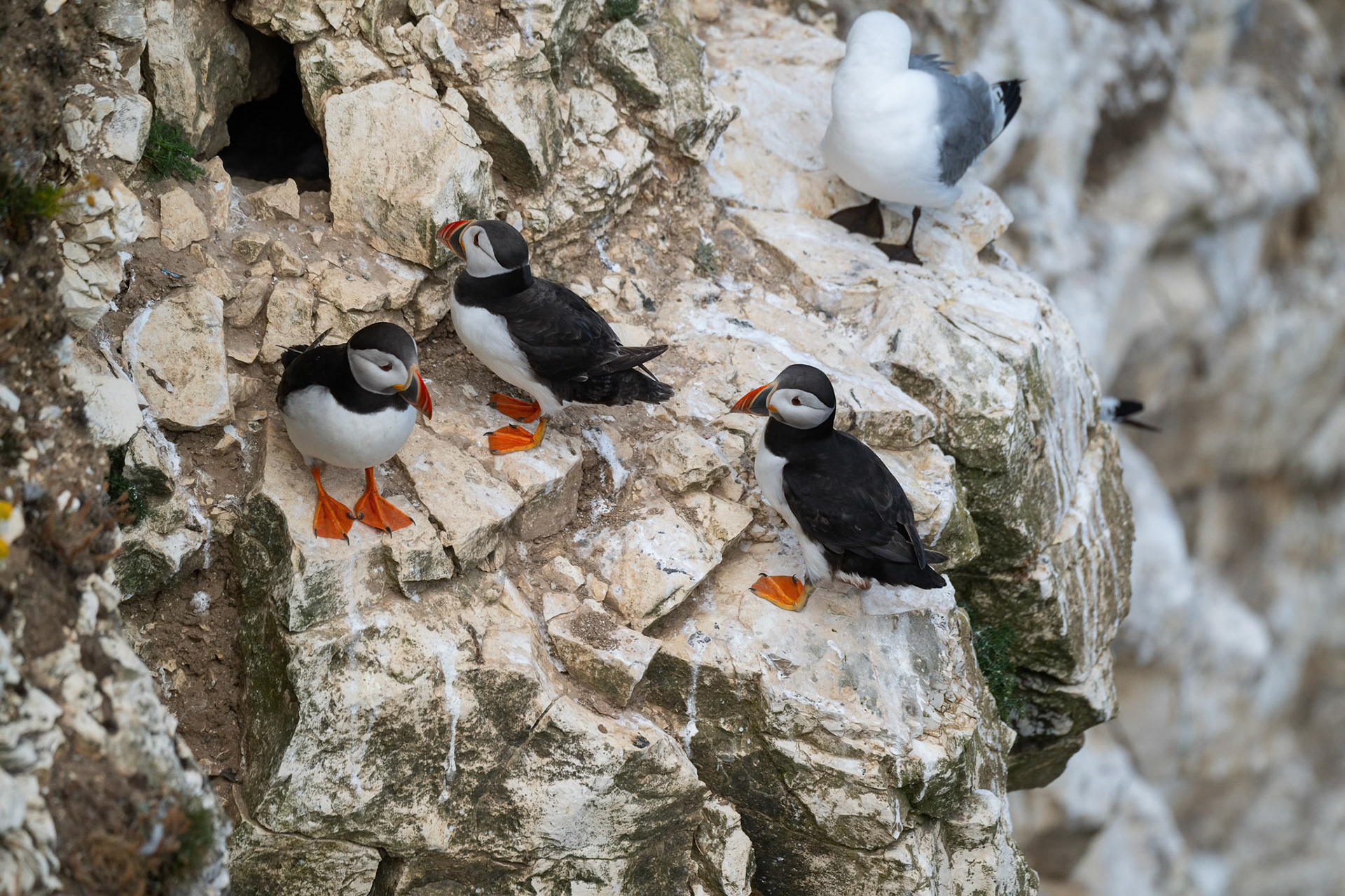 Puffin