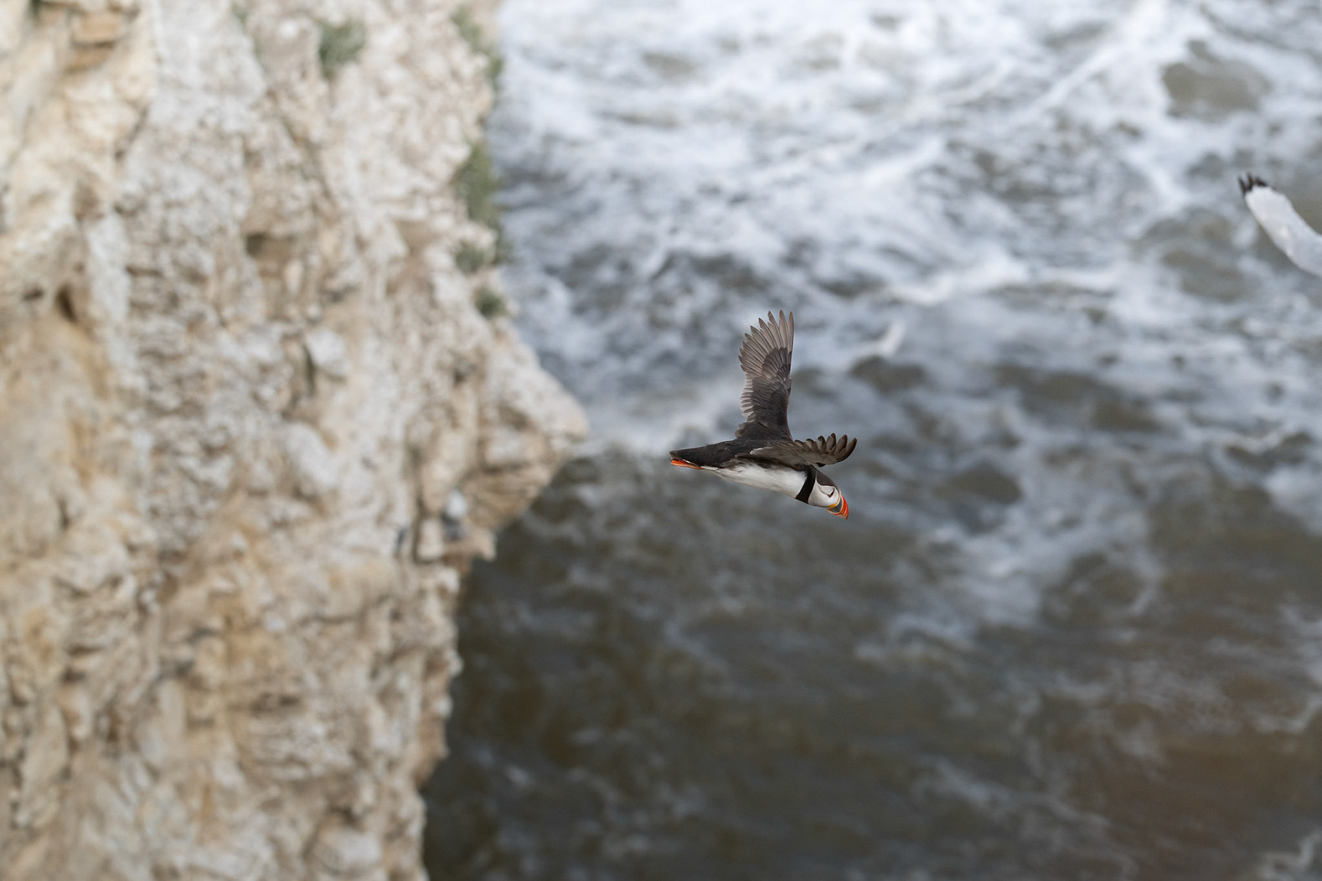 Puffin