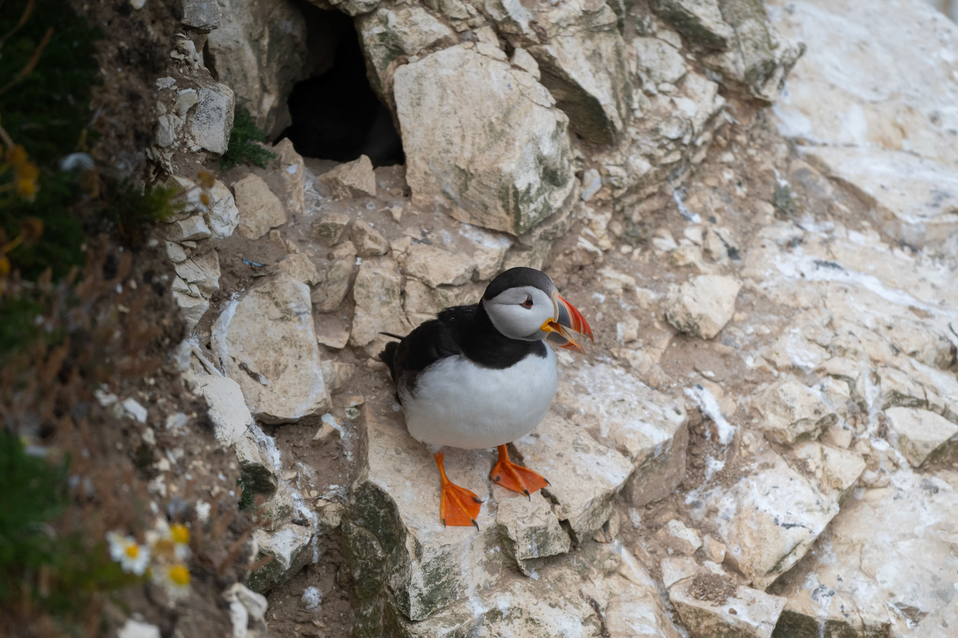 Puffin