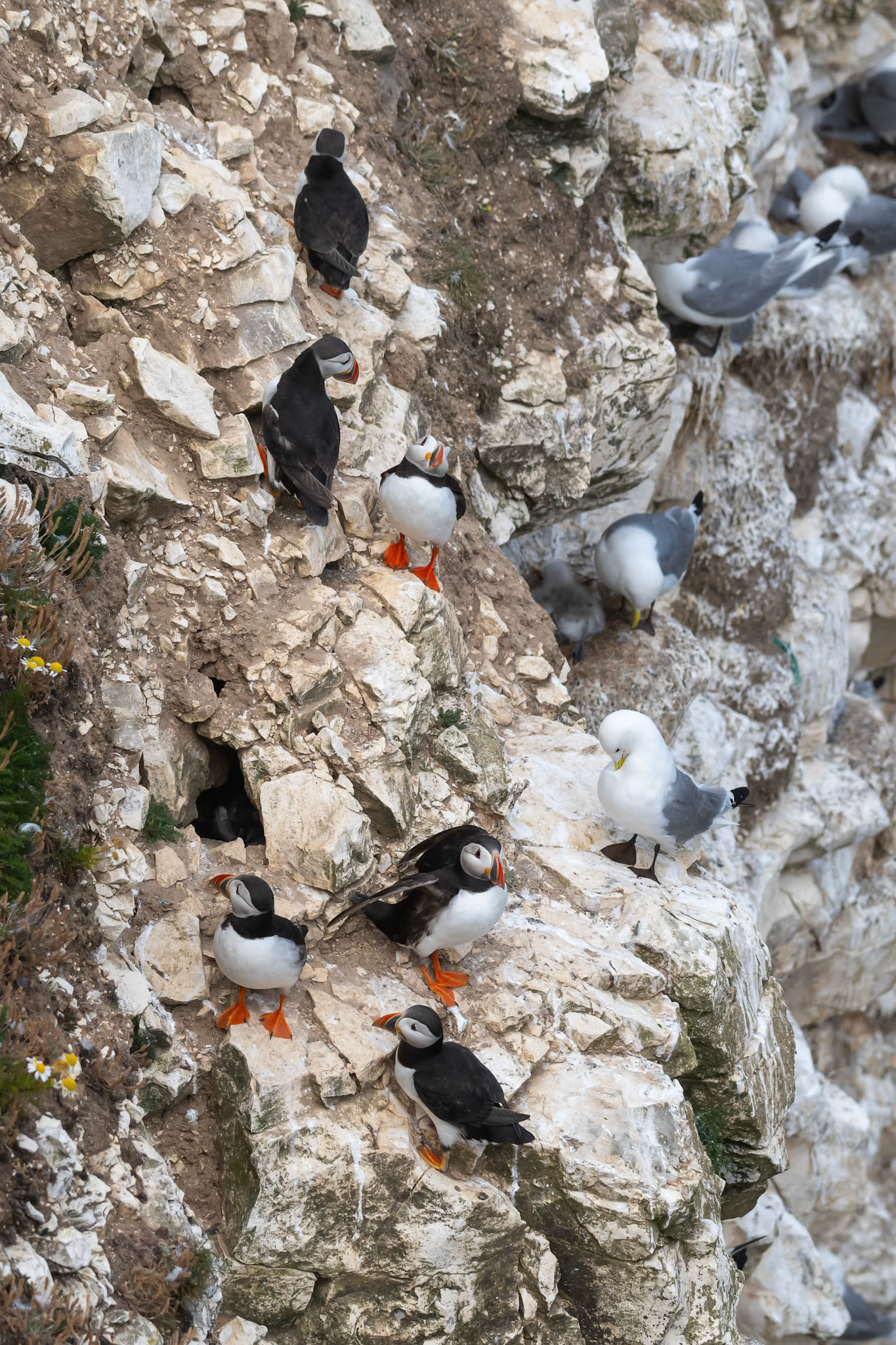 Puffin