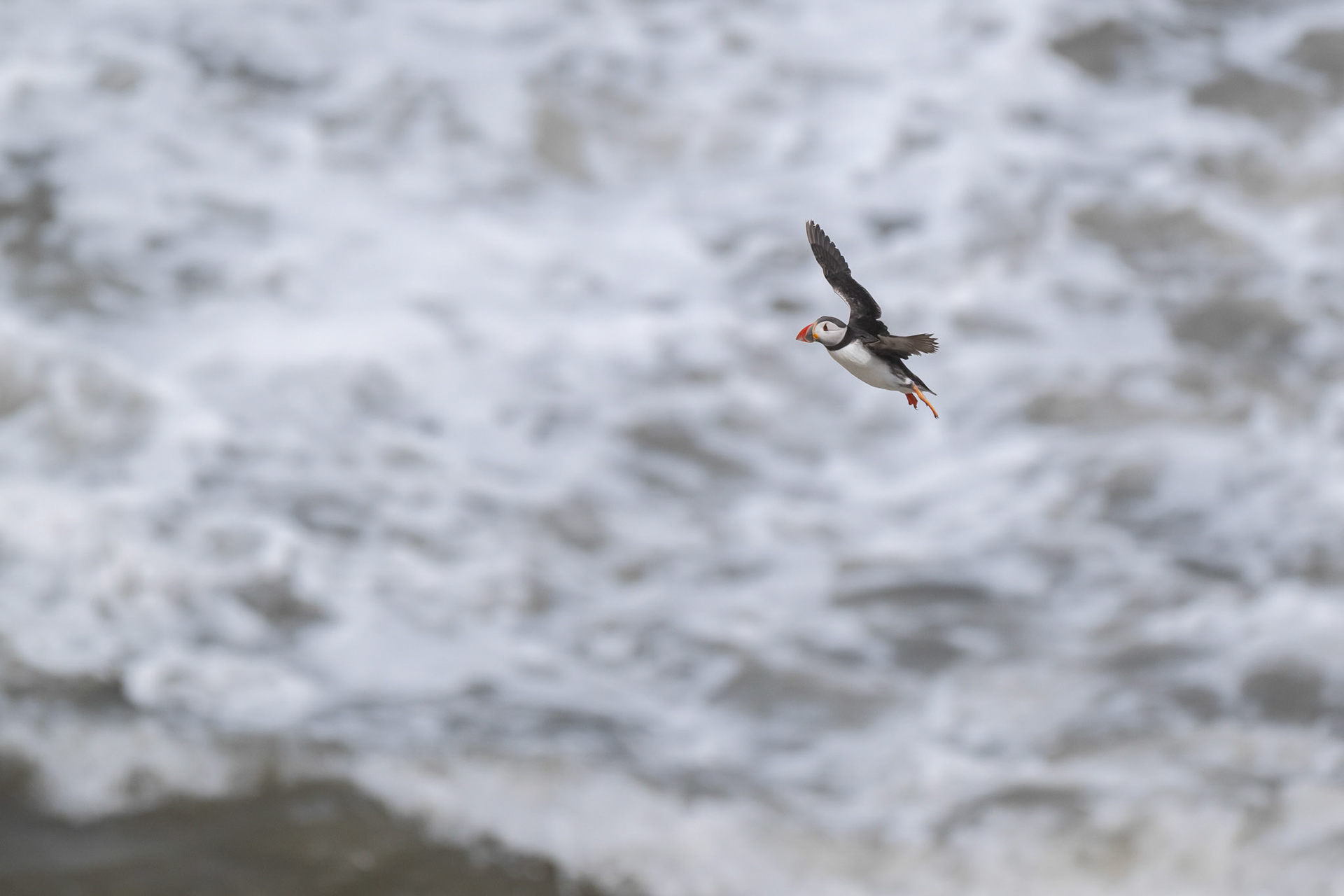 Puffin