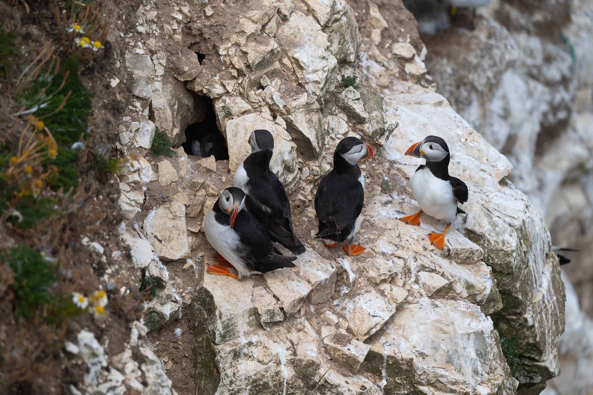 Puffin