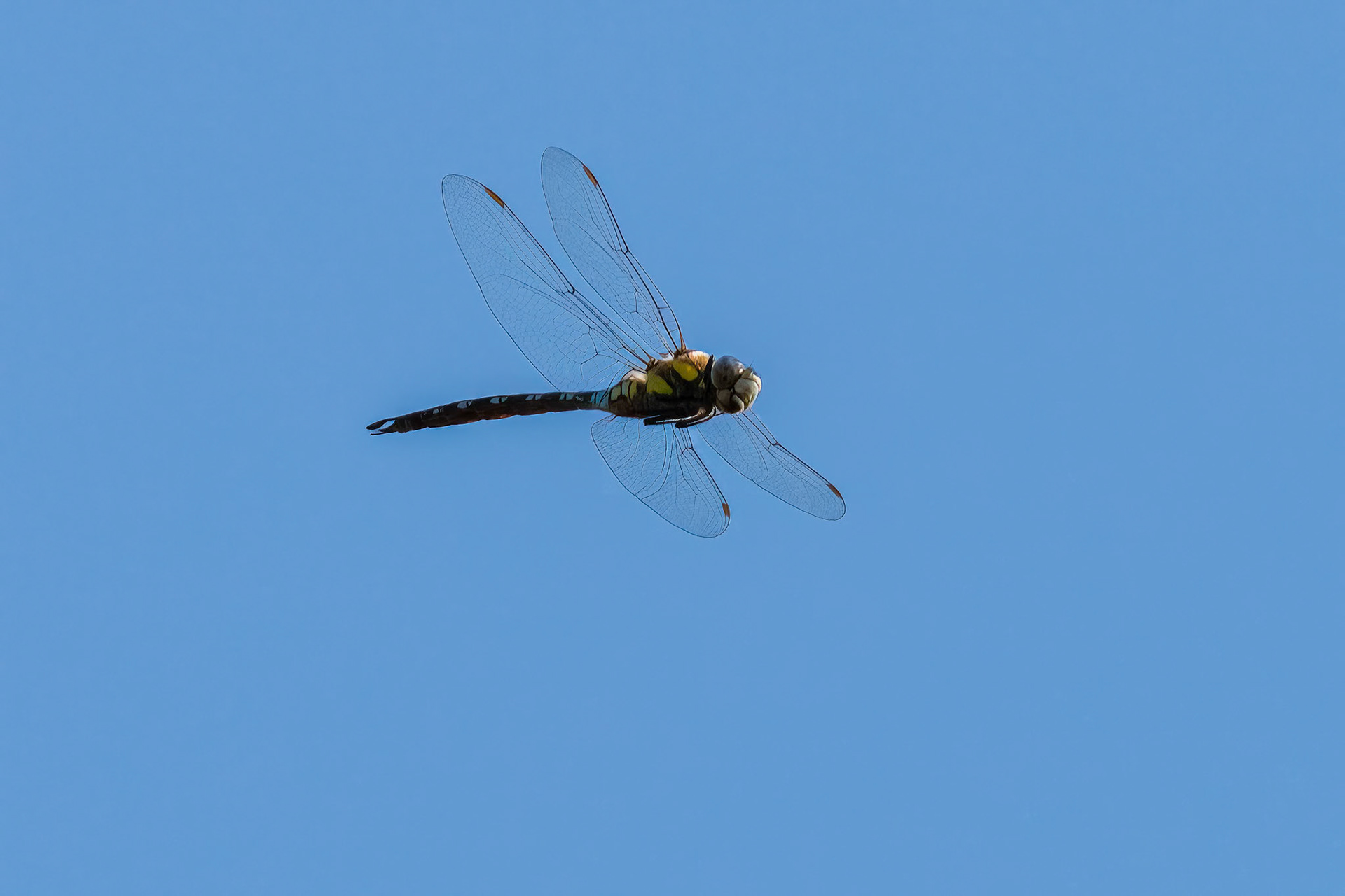 Southern Hawker Dragonfly 