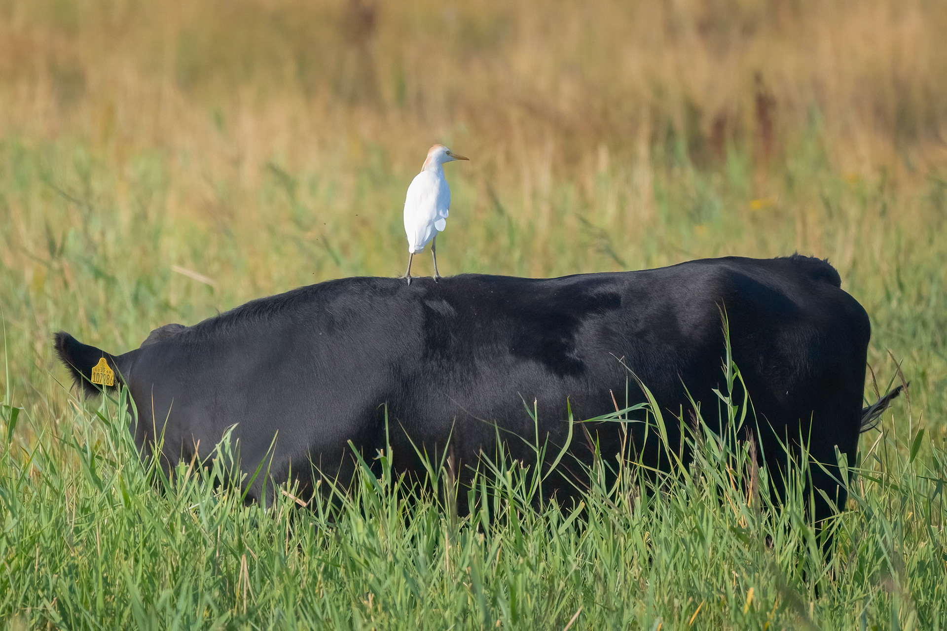 Cattle Egret